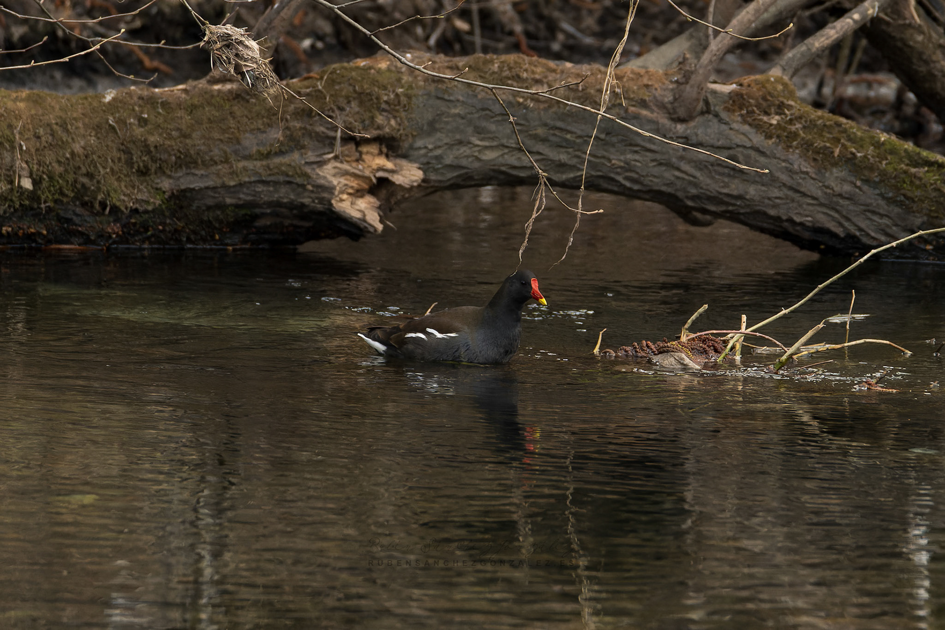 Gallineta Común Polla de Agua o Gallinula Chloropus - Aves