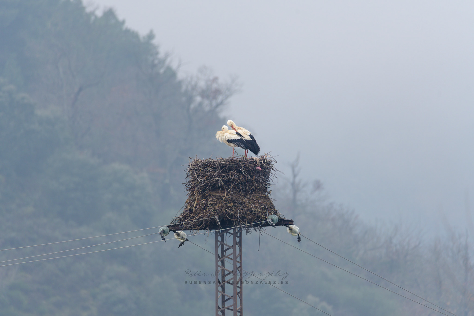 Cigüeña común o Ciconia ciconia - Aves