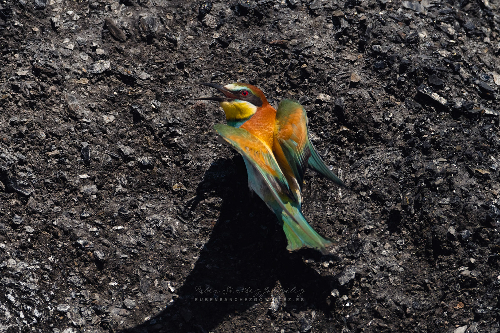 Abejaruco o Merops apiaster - Aves