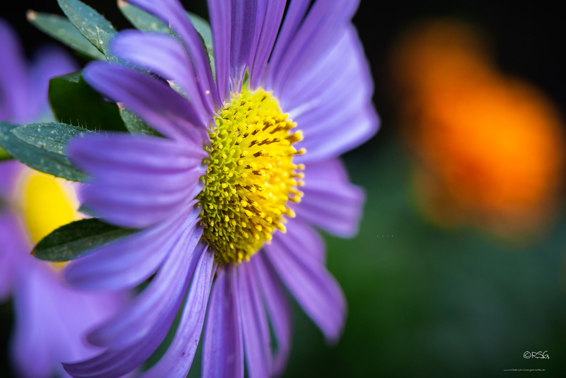 Margarita Violeta - Macro