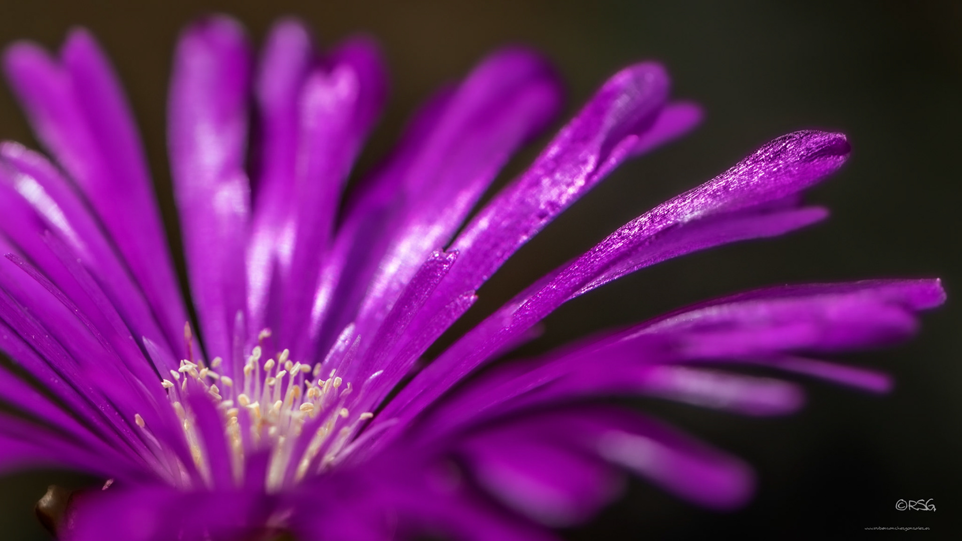 Uña de gato - Carpobrotus edulis - Macro
