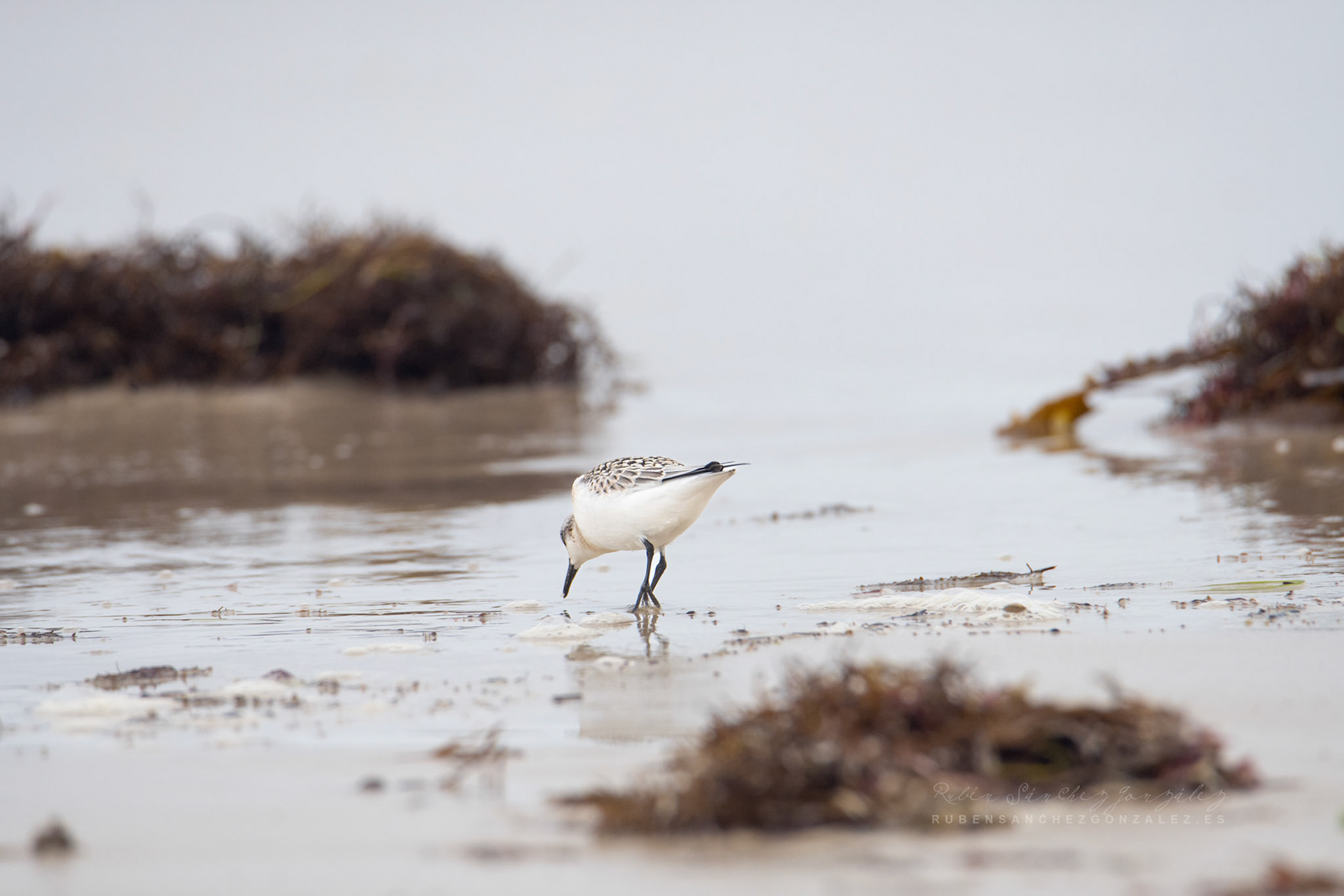 Correlimos o Calidris alba - Aves