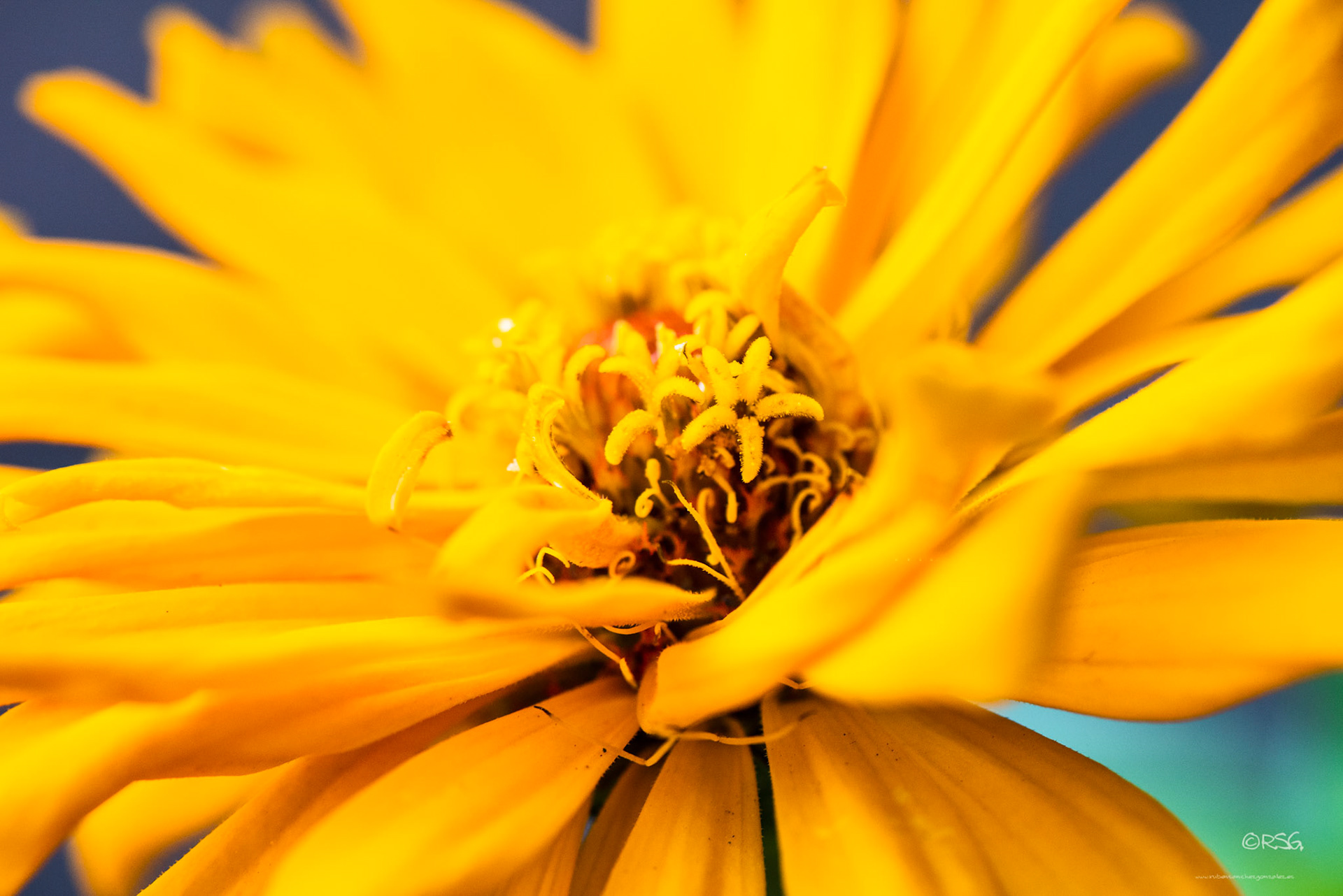 Zinnia Cacttus - Macro