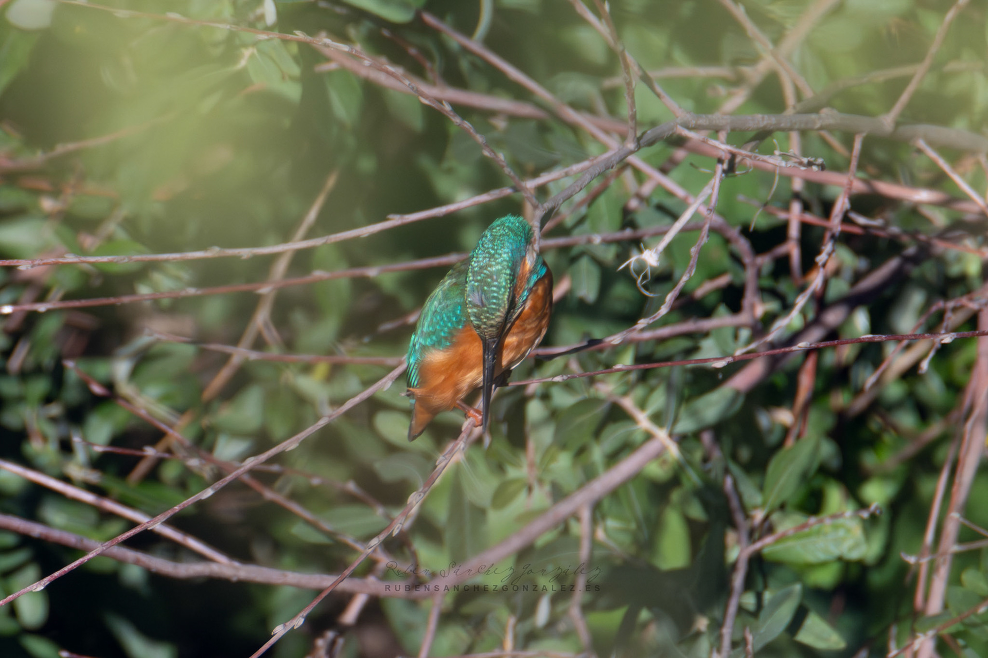 Martín pescador o Alcedo atthis - Aves