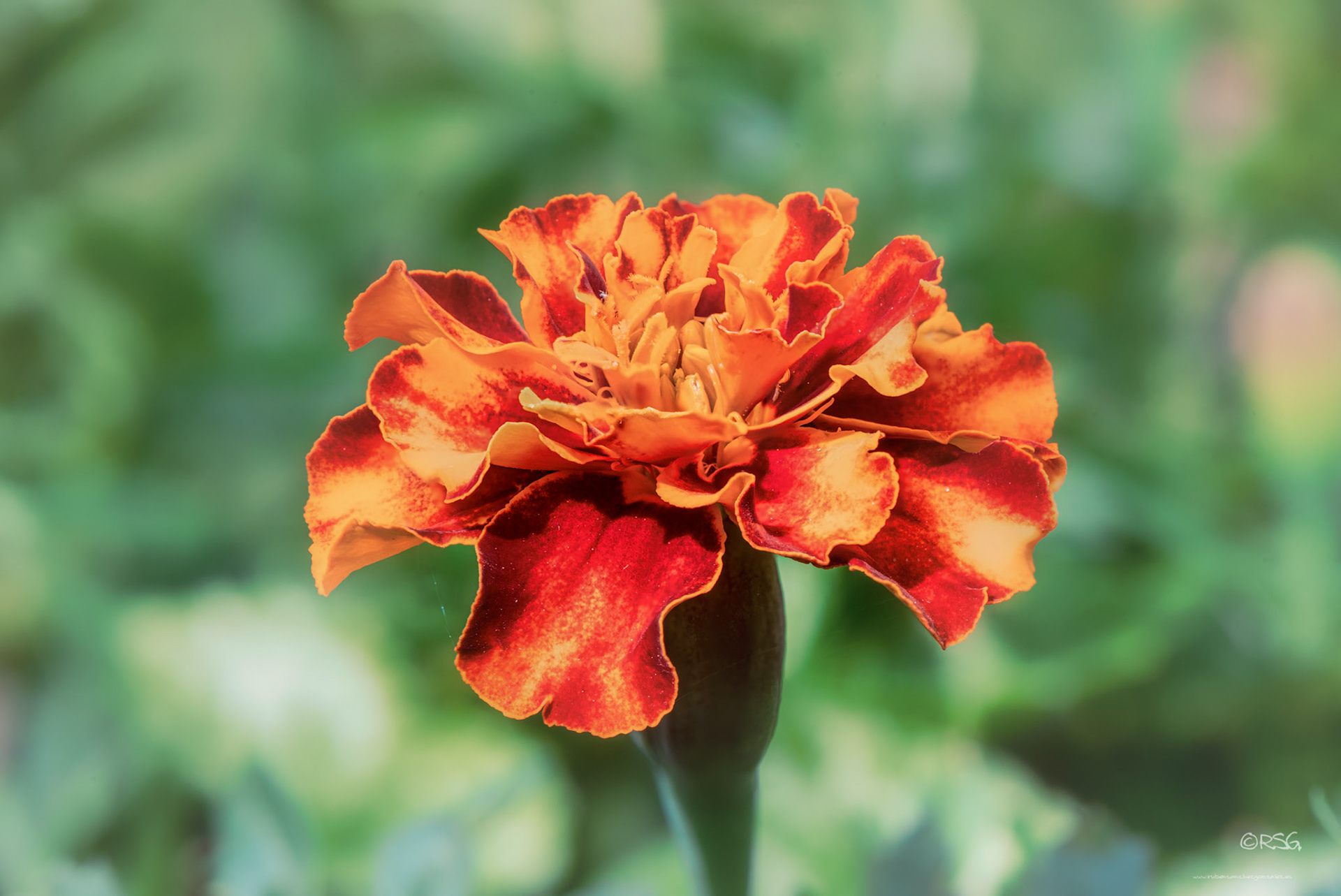 Tagete o clavel  chino - Macro