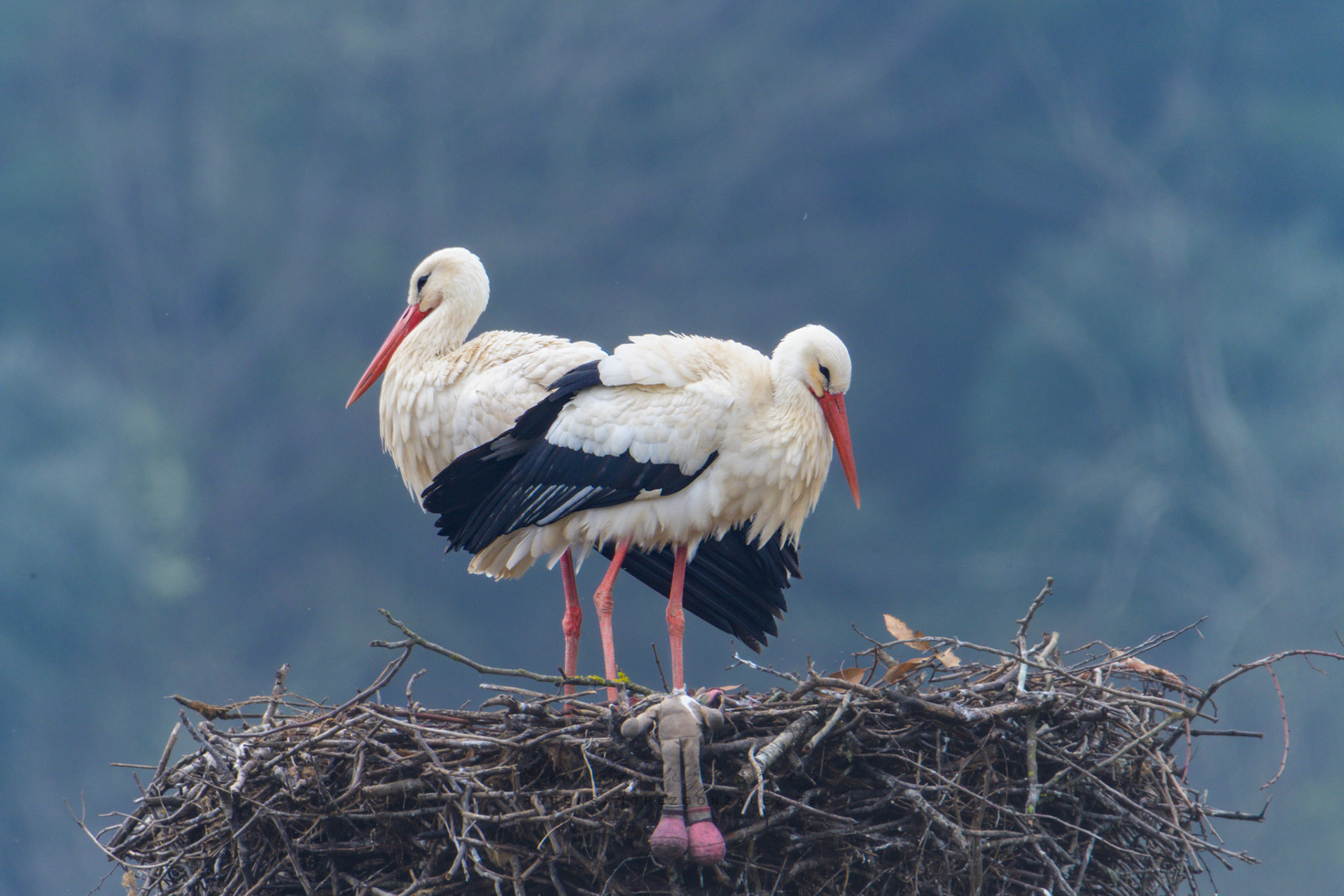 Cigüeña común o Ciconia ciconia - Aves