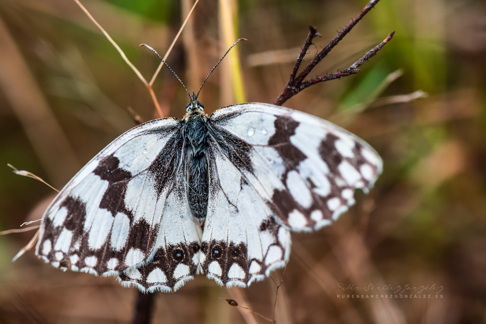 Melanargia russiae - Macro