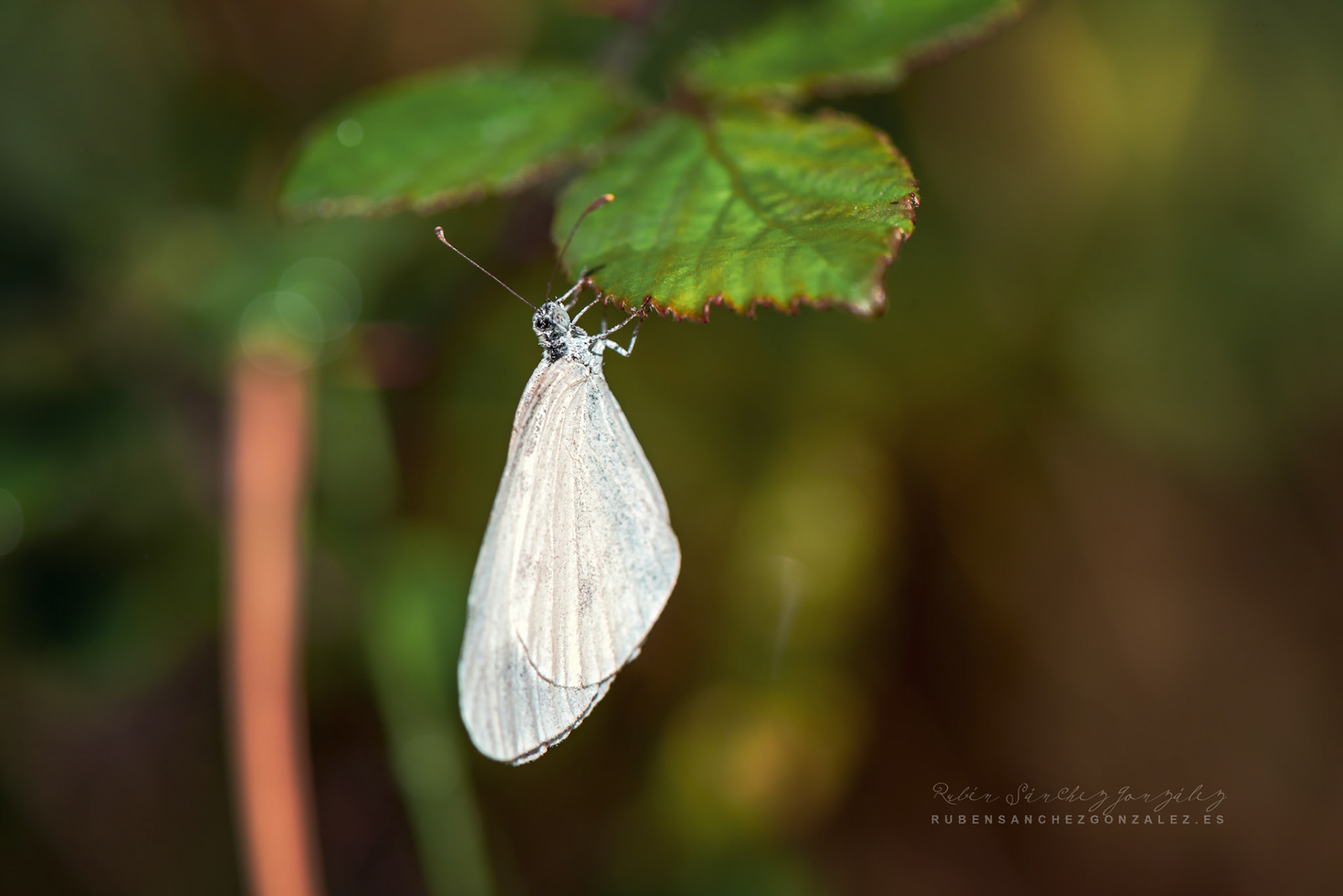 Leptidea sinapis - Macro