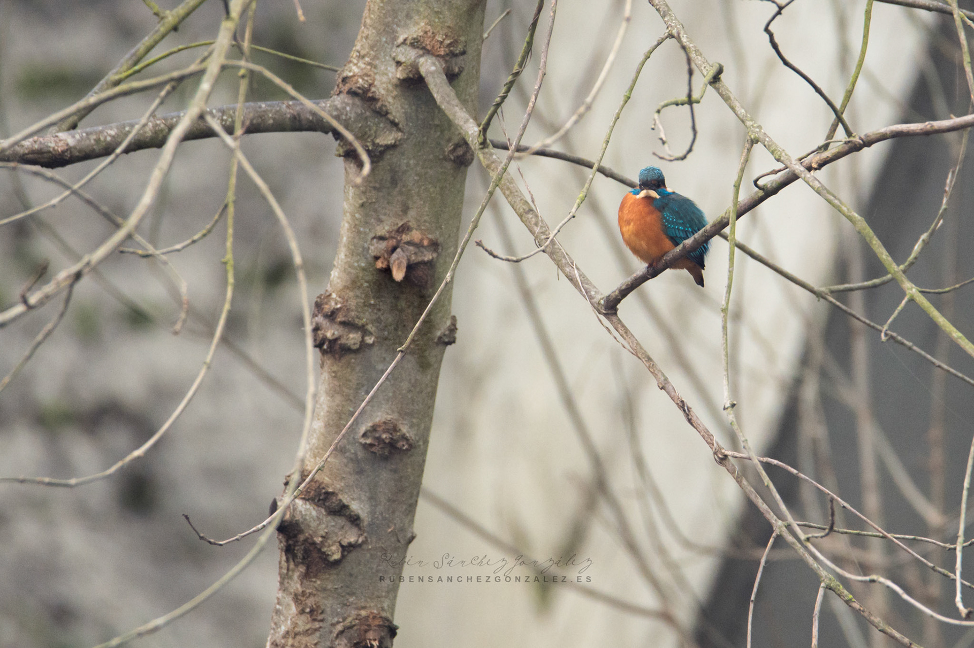 Martín pescador o Alcedo atthis - Aves