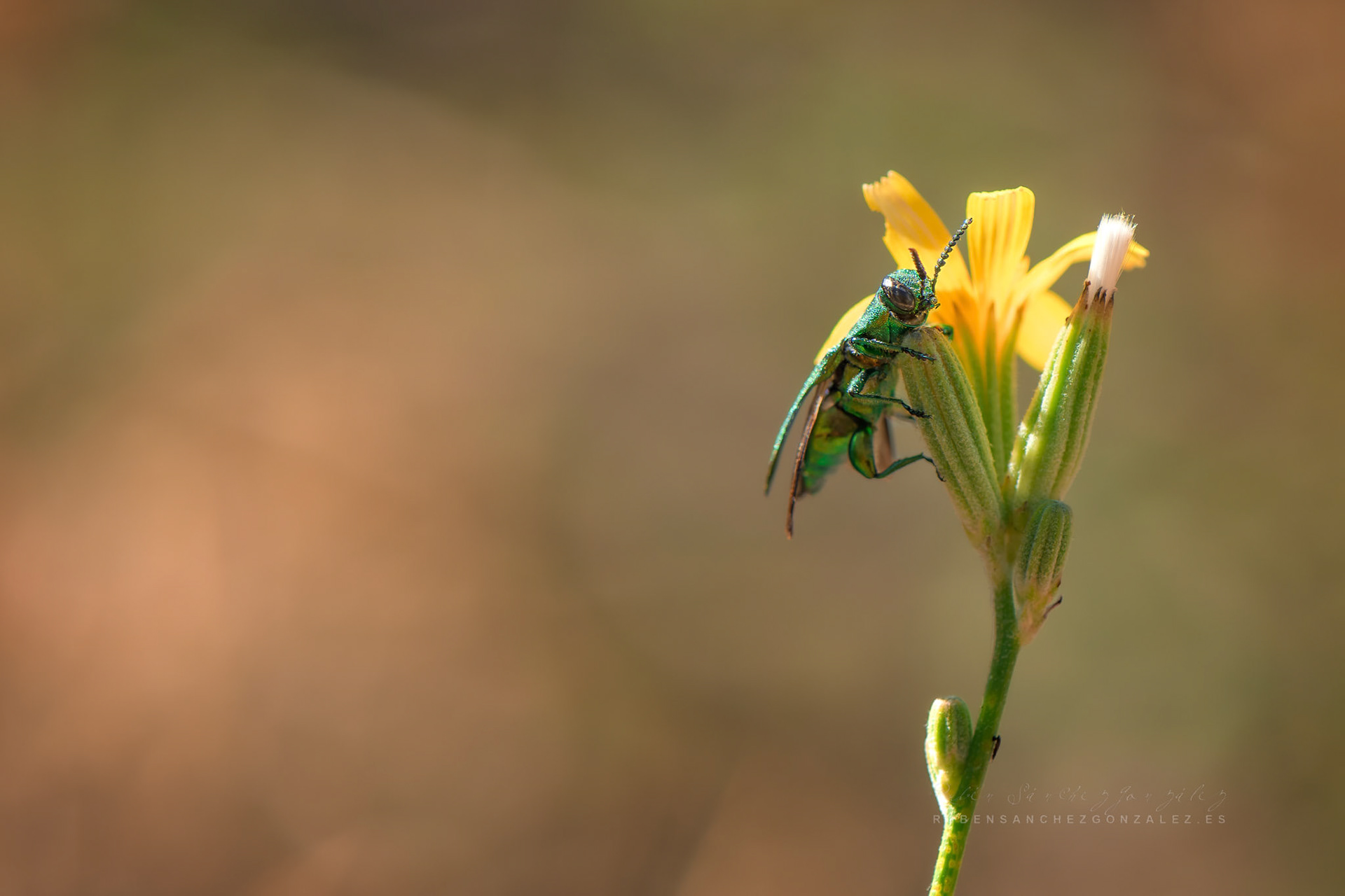 Escarabajo de las fores o Psilothrix viridicoerulea - Macro