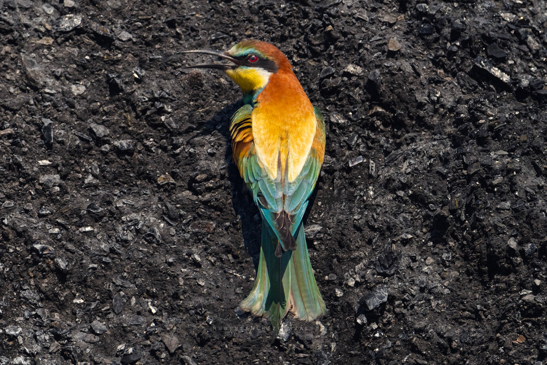 Abejaruco o Merops apiaster - Aves