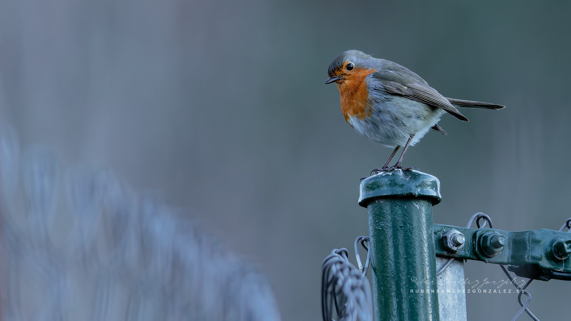 Petirrojo Paporrubio o Erithacus rubecula - Aves