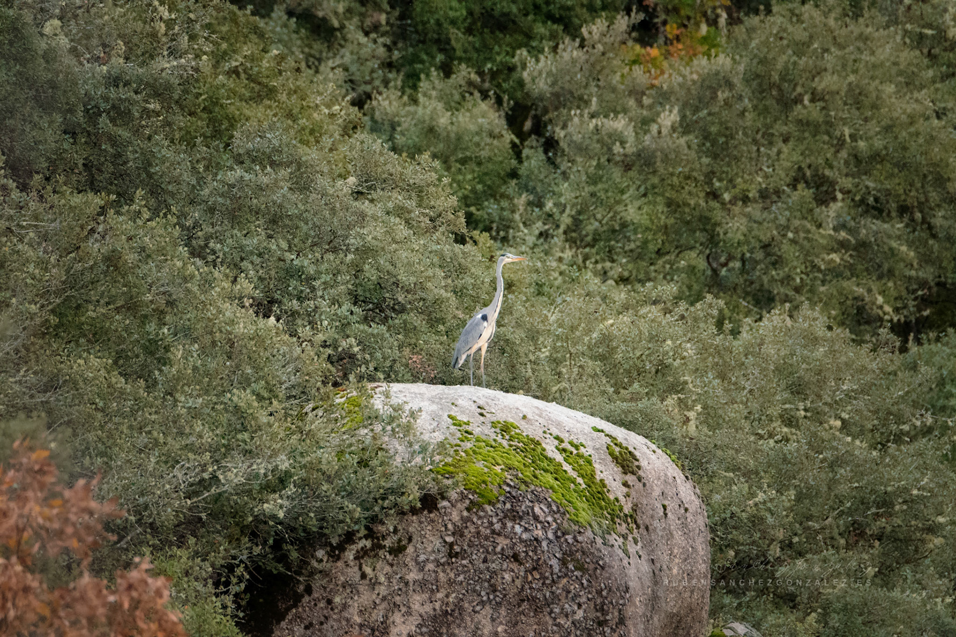 Garza Real o Ardea cinerea - Aves