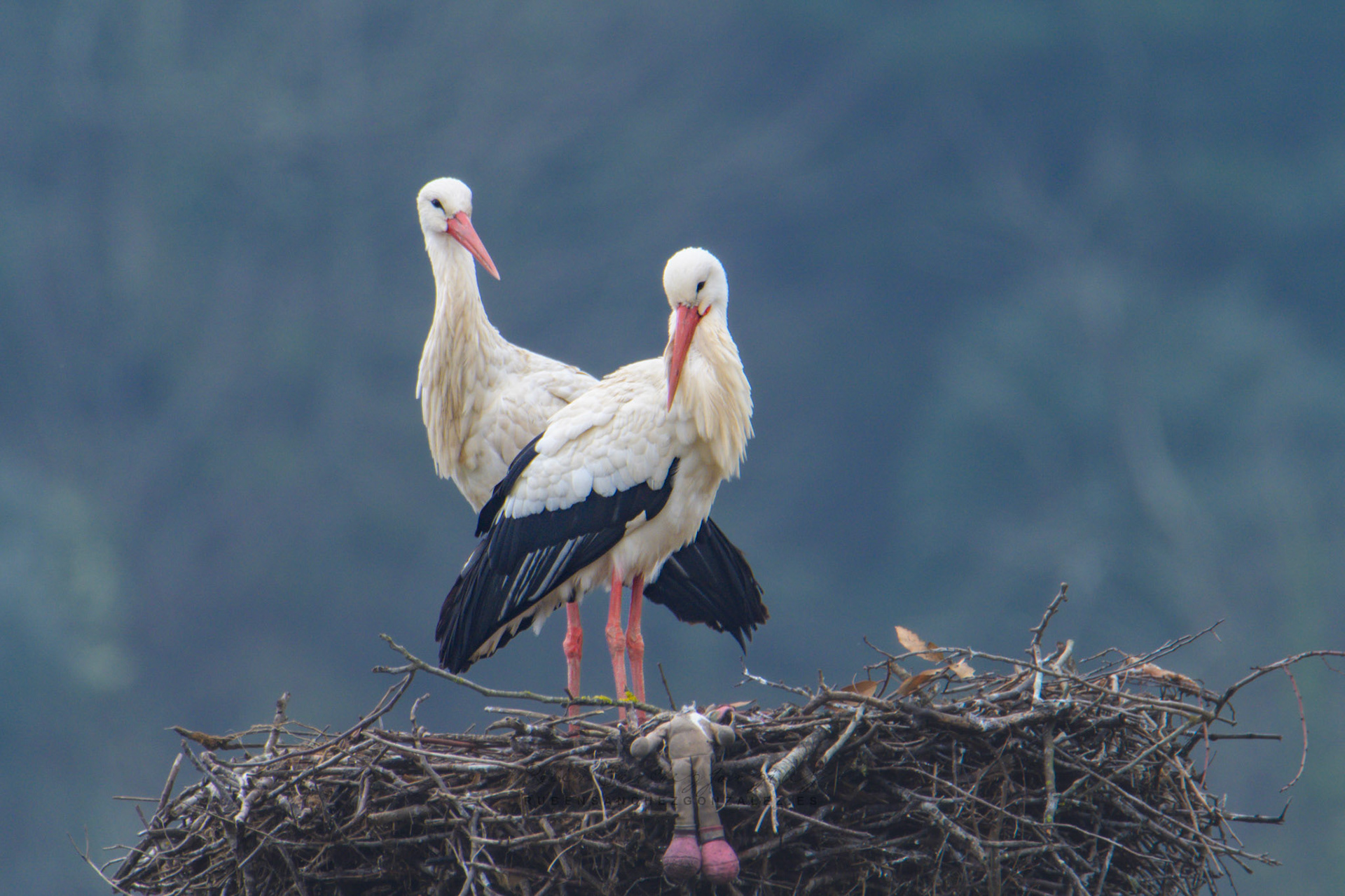 Cigüeña común o Ciconia ciconia - Aves