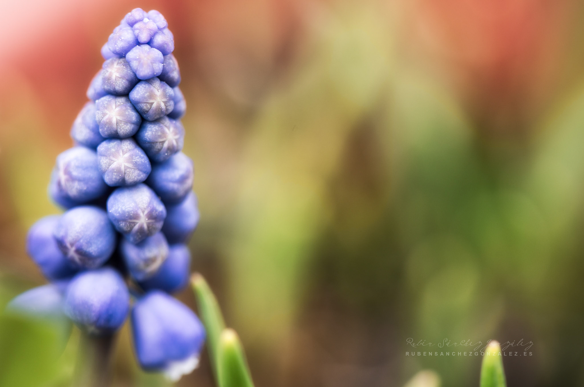 Muscari - Plantas Macro