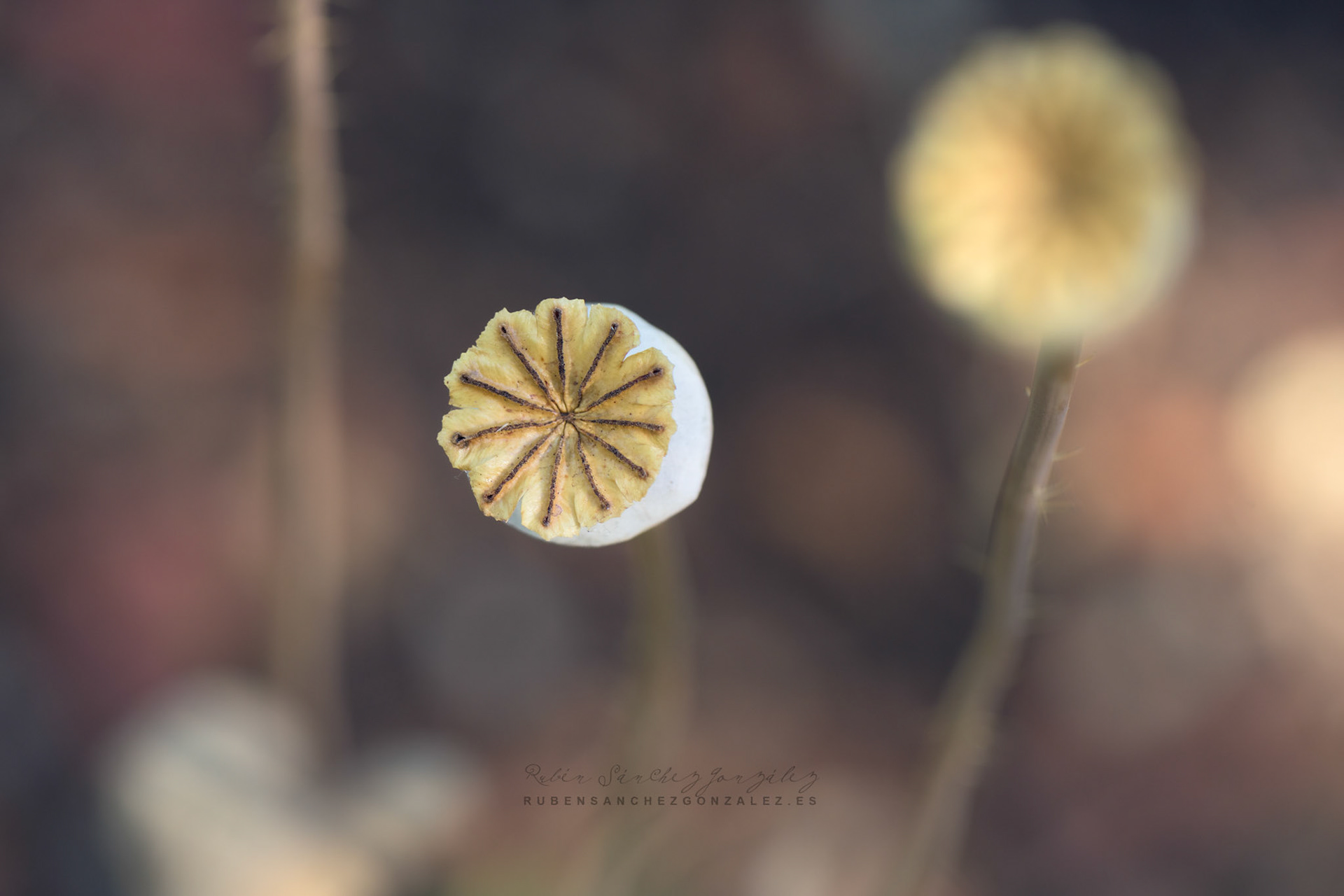 Amapolas secas - Plantas
