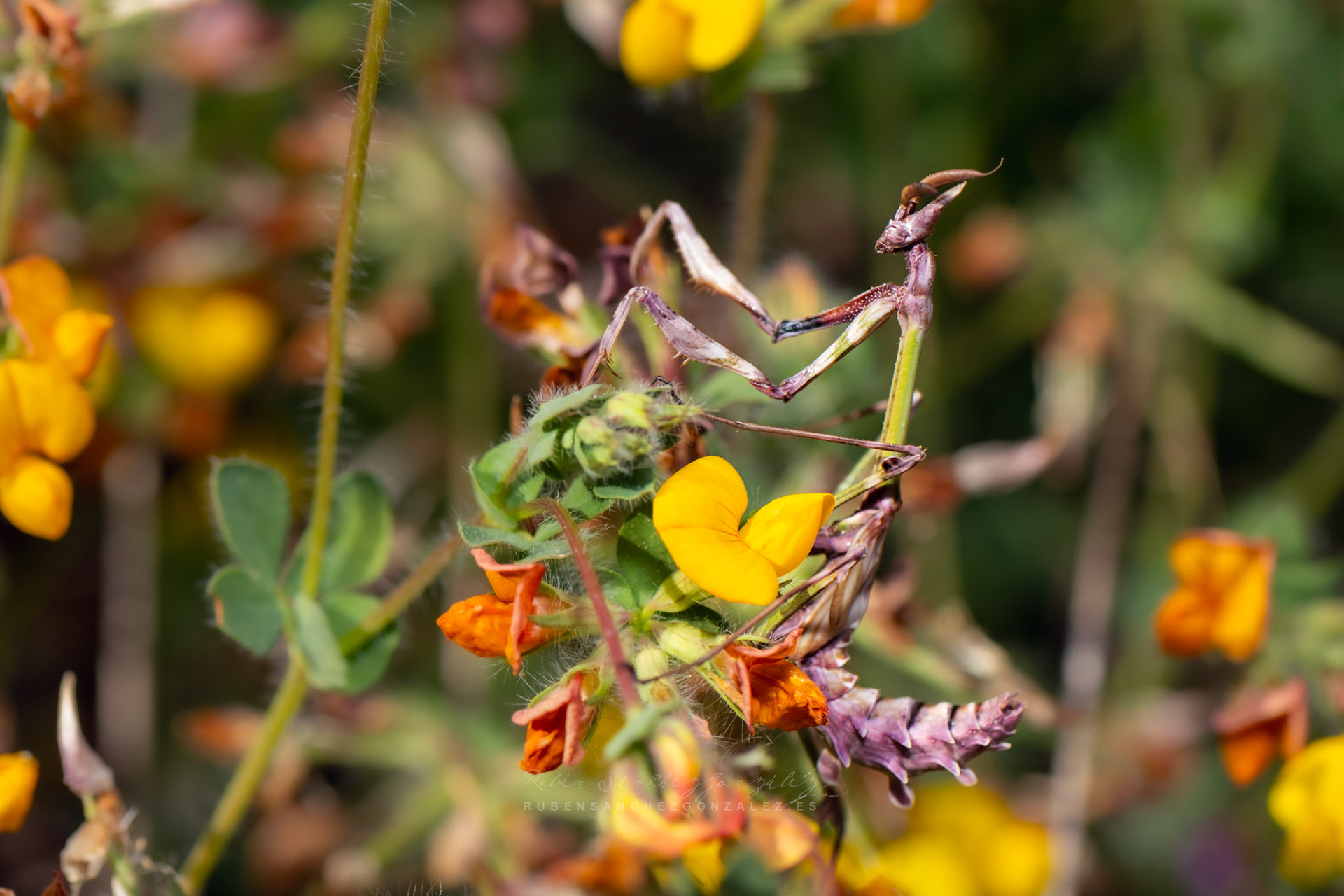 Mantis o Empusa Pennata - Macro