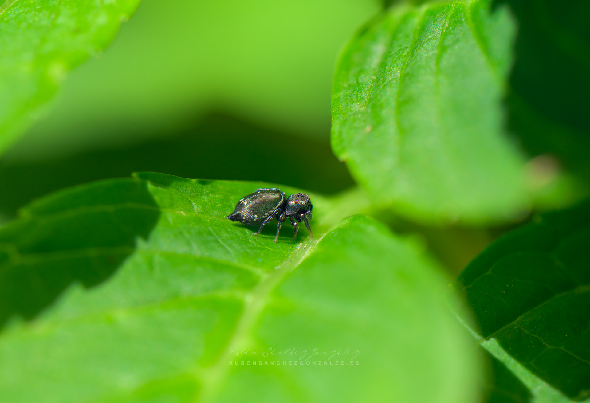 Araña saltadora o Sassacus vitis. - Macro