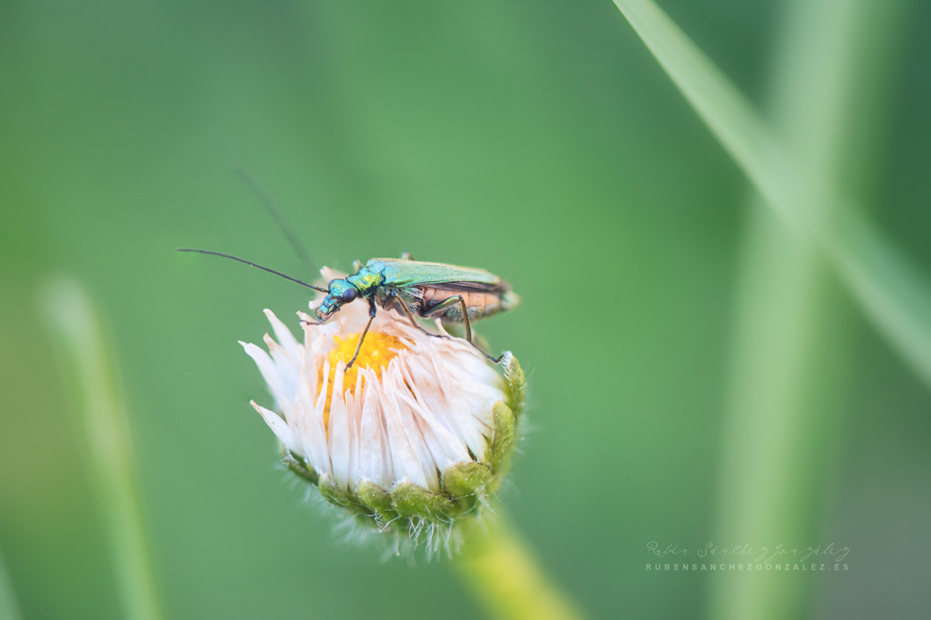 Oedemera nobilis - Macro