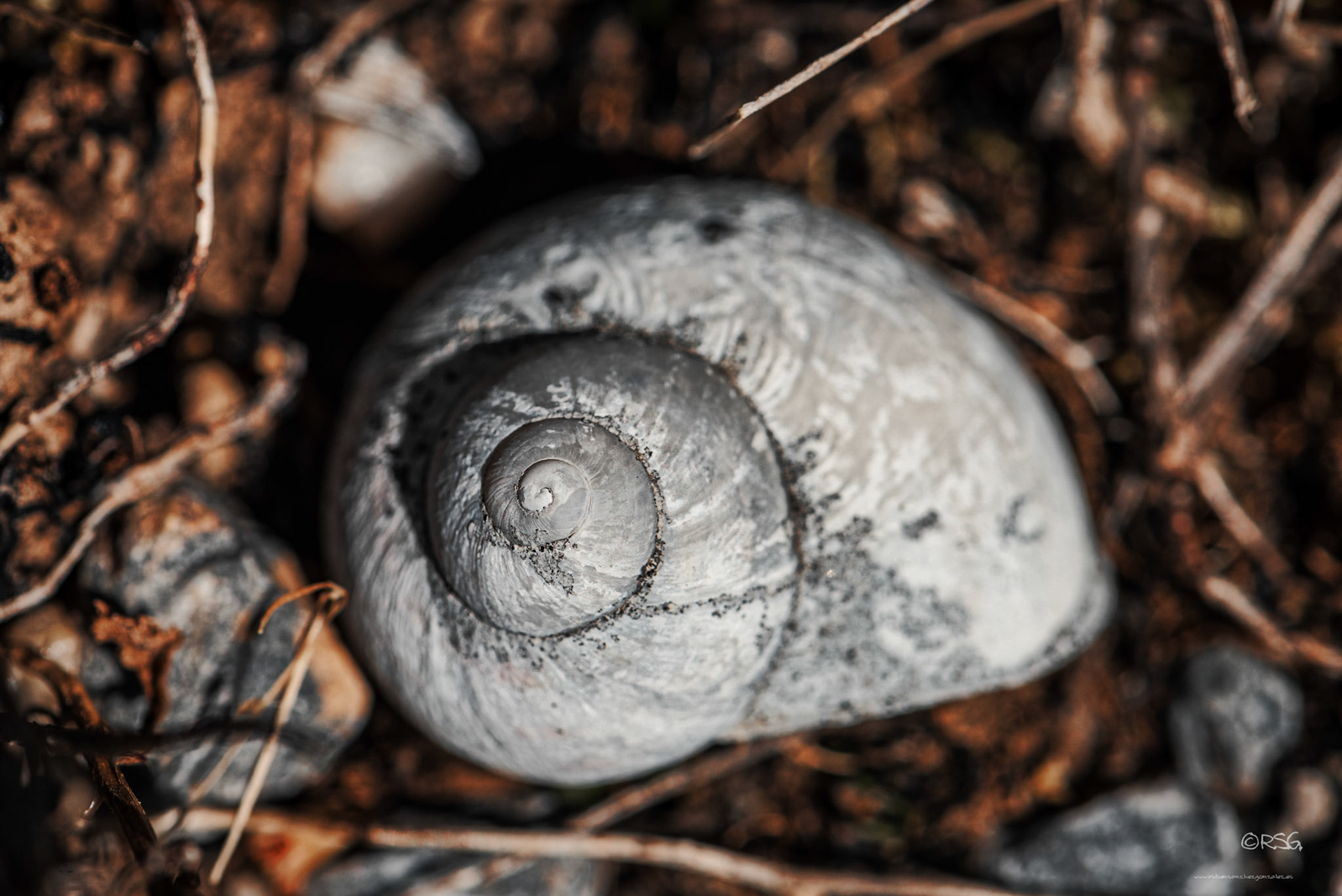 Concha de Caracol - Macro