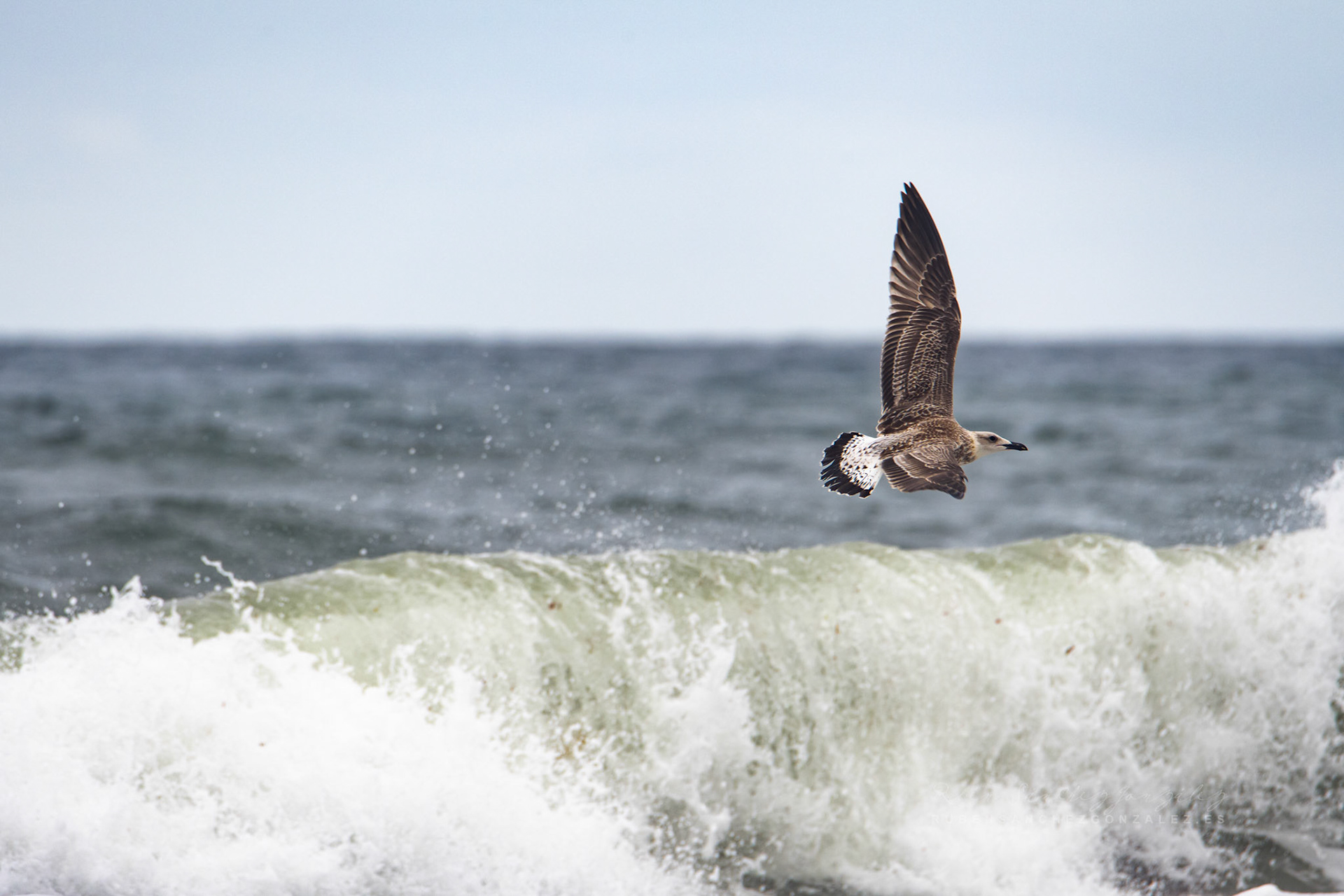 Gaviota de Heuglin o Larus heuglini - Aves