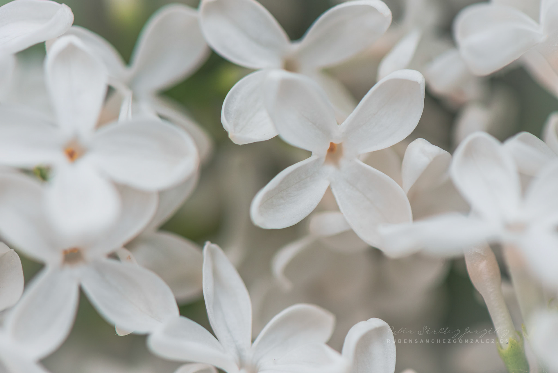 Syringa vulgaris - Lilo  - Flor Macro