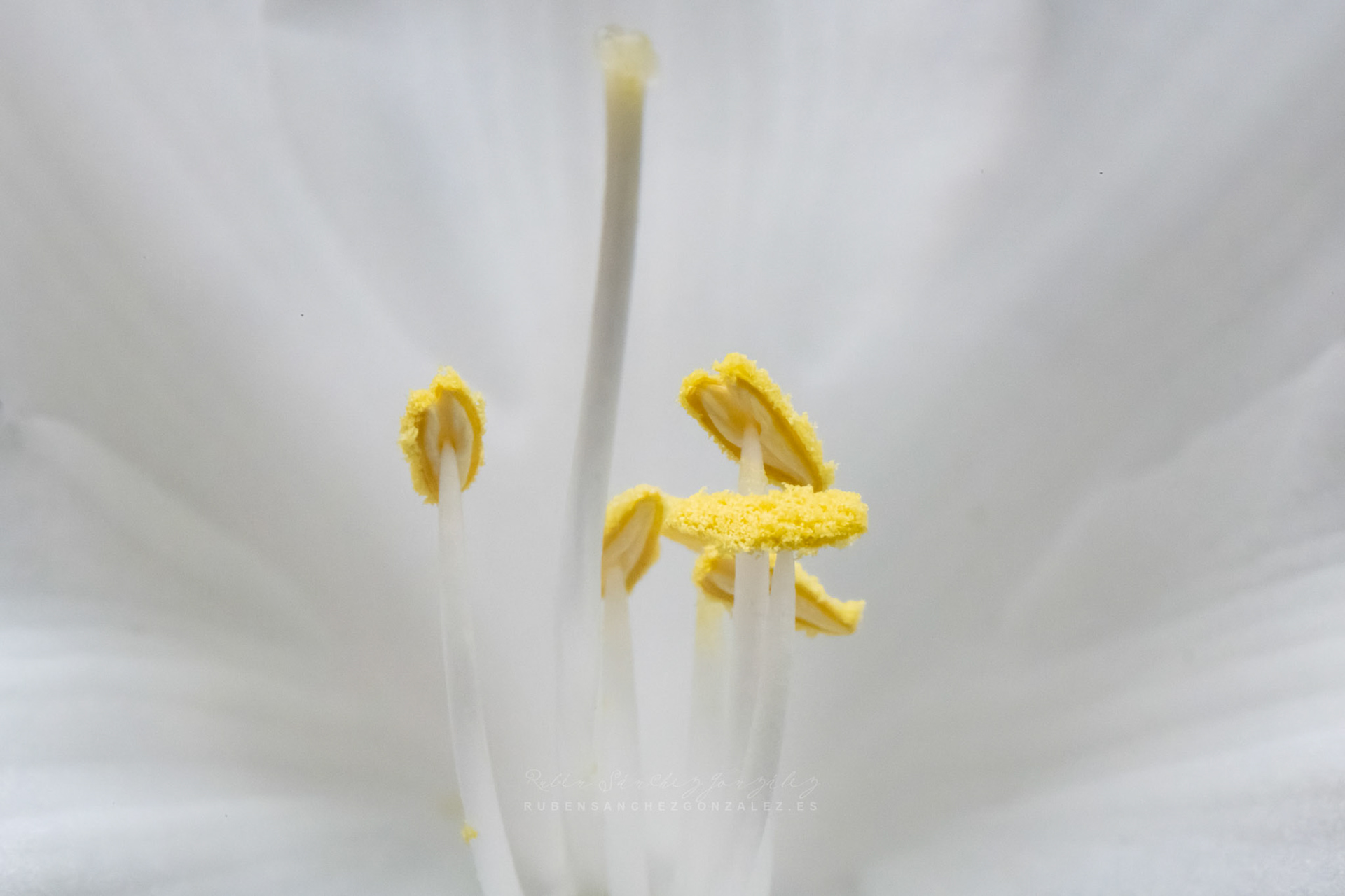 Lirio o Lilium candidum - Flores