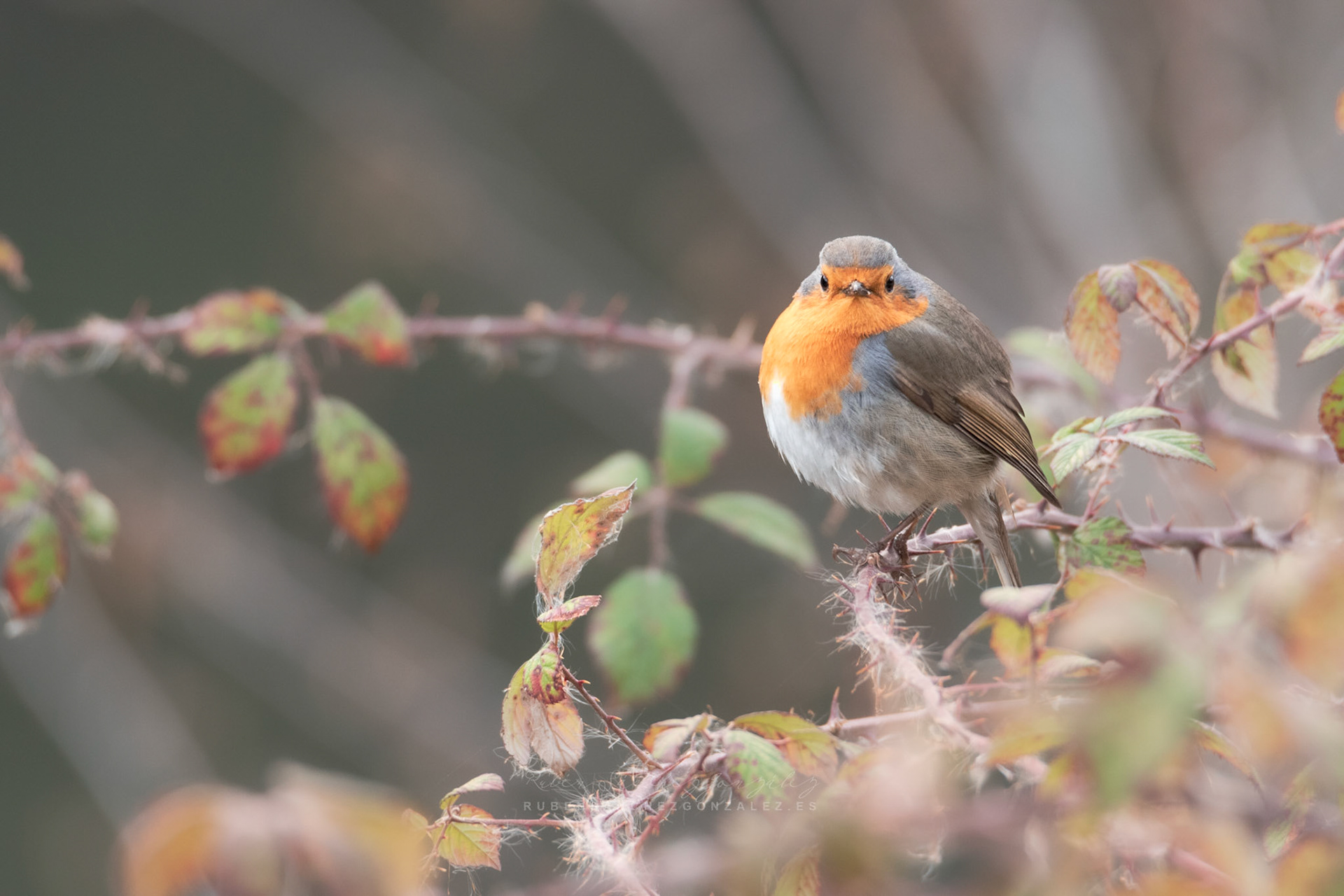 Petirrojo Paporrubio o Erithacus rubecula - Aves