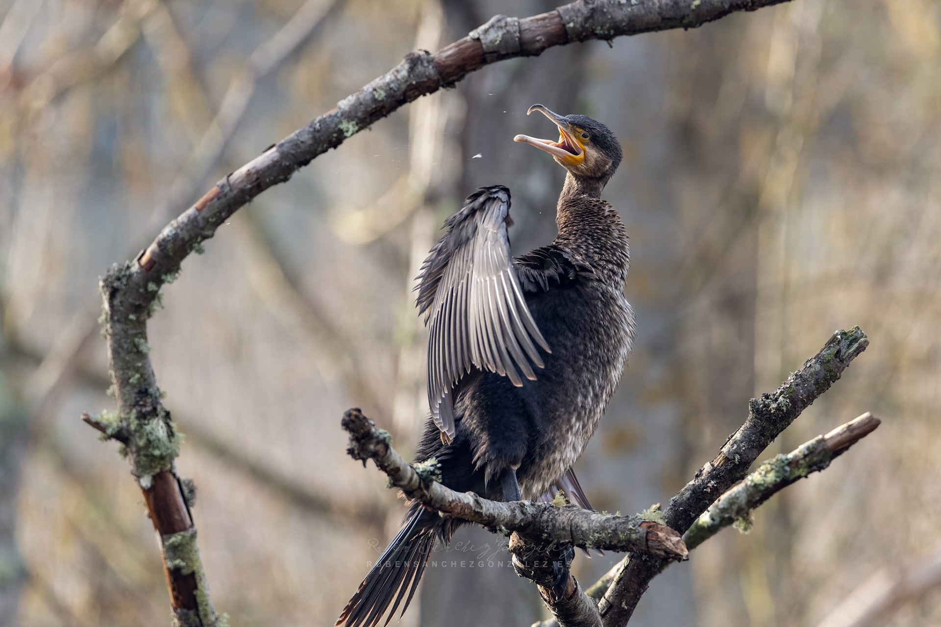 Cormorán o Phalacrocorax carbo - Aves