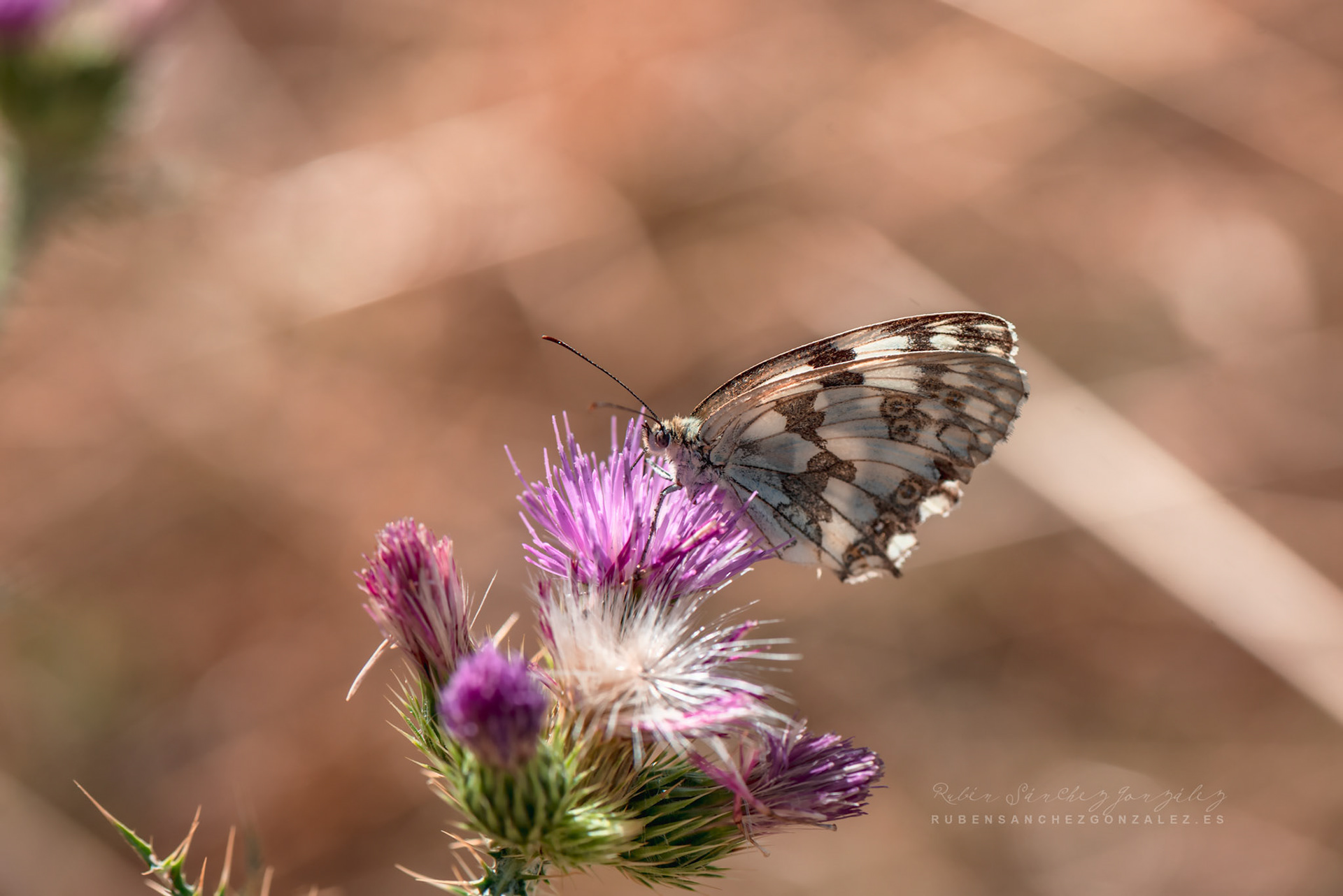 Melanargia russiae - Macro