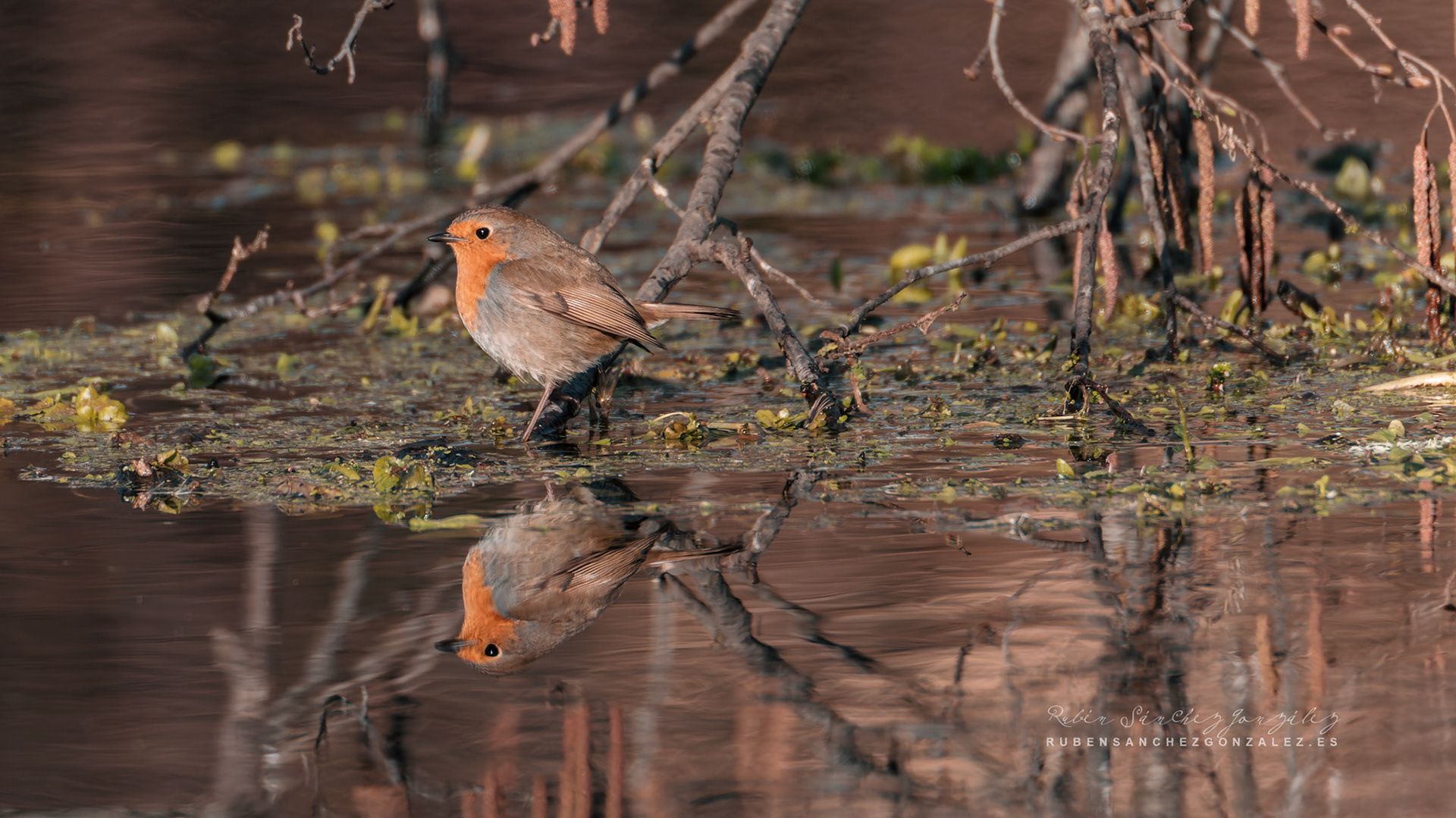 Petirrojo Paporrubio o Erithacus rubecula - Aves