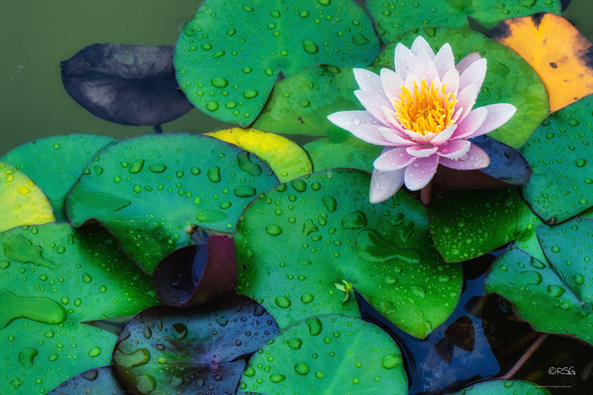 Nenúfar - Nymphaeaceae - Plantas