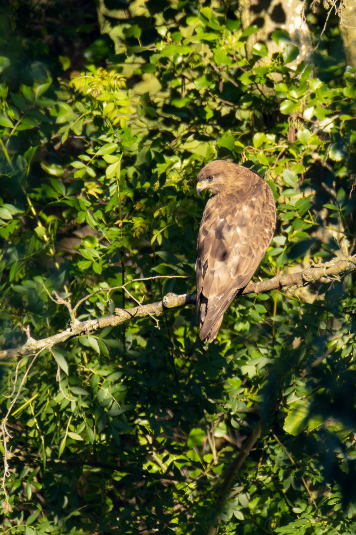 Bustardo ratonero o Buteo buteo - Aves