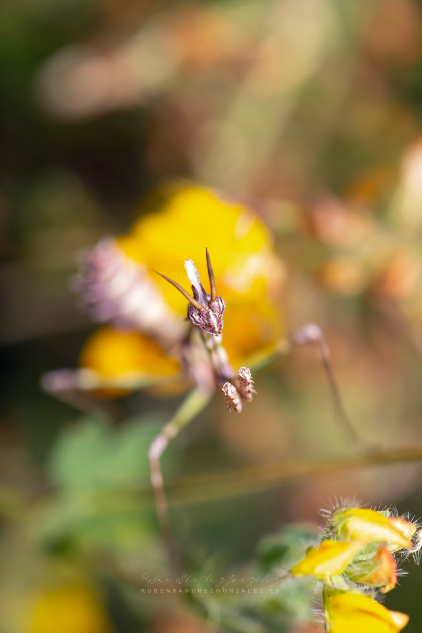 Mantis o Empusa Pennata - Macro