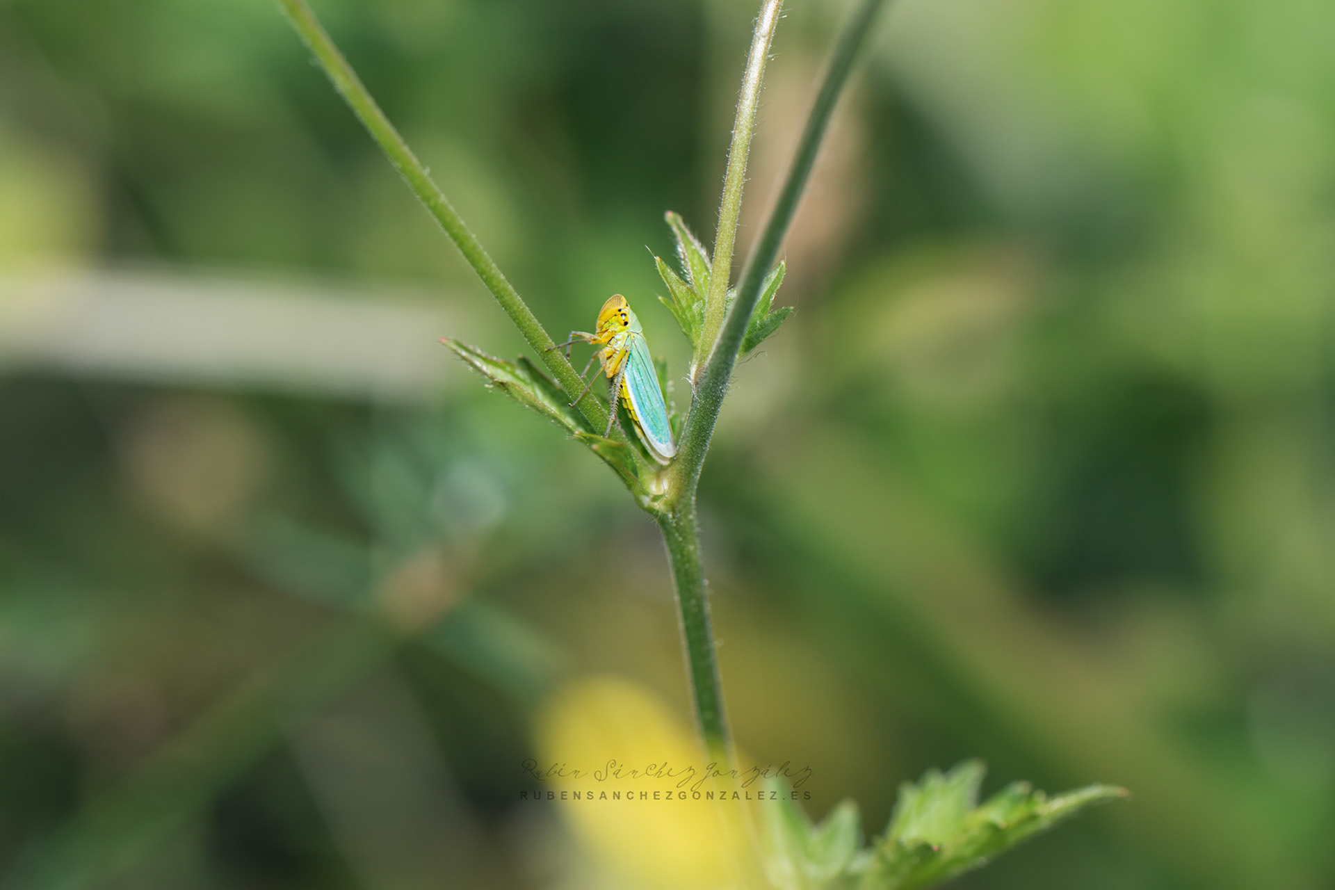 Cigarrila Verde o Cicadella virisdis - Macro