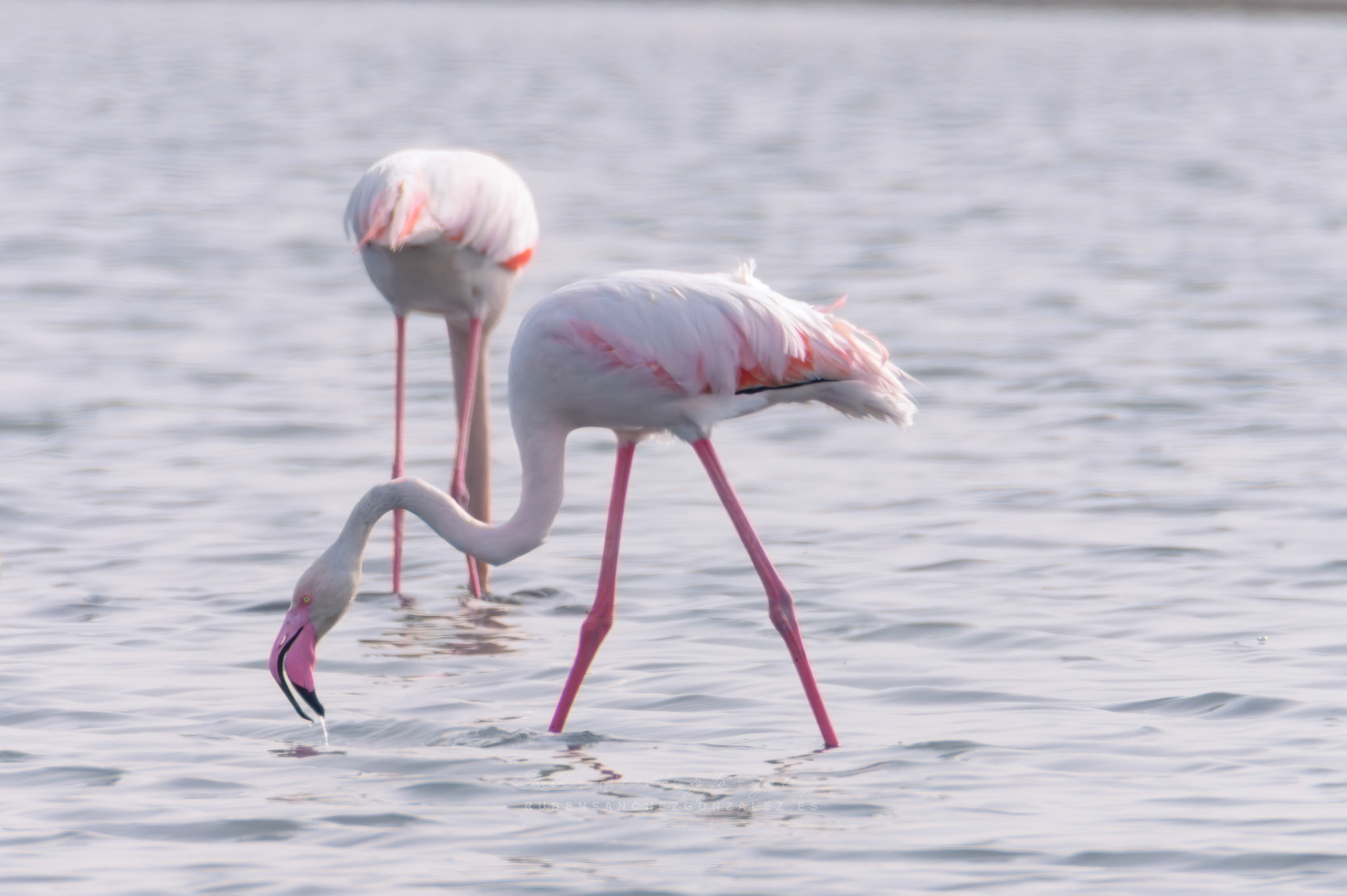 Flamenco o Phoenicopterus roseus - Aves