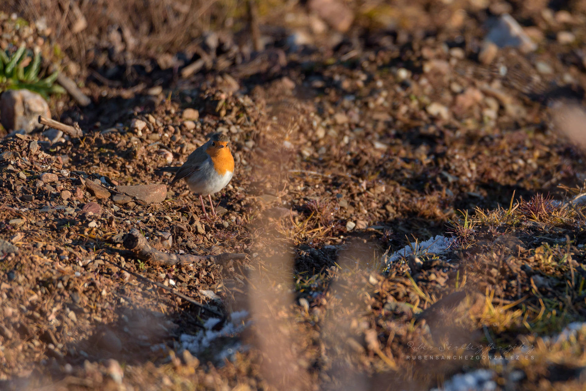 Petirrojo Paporrubio o Erithacus rubecula - Aves
