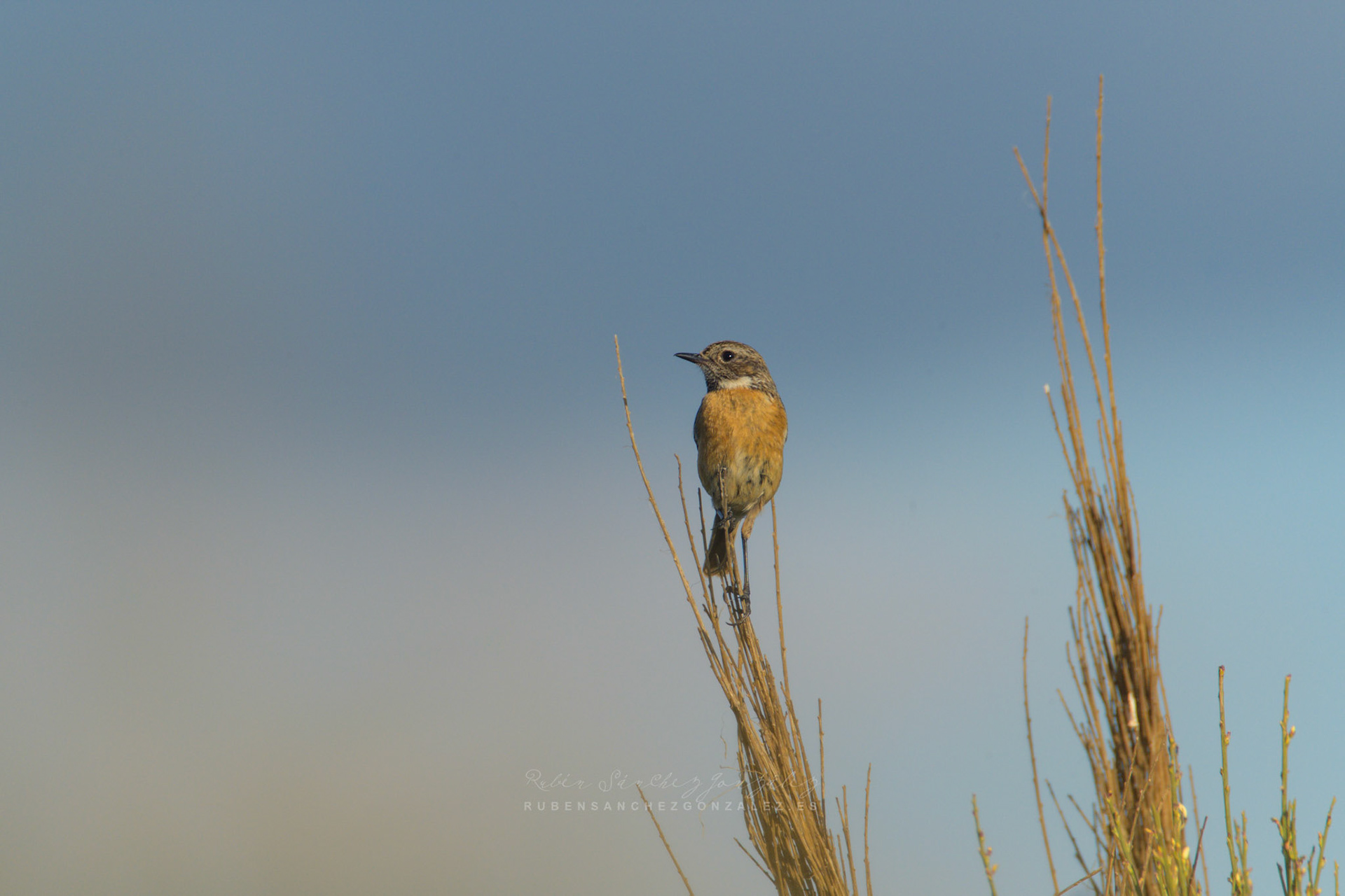 Tarabilla común o Saxicola rubicola hembra - Aves