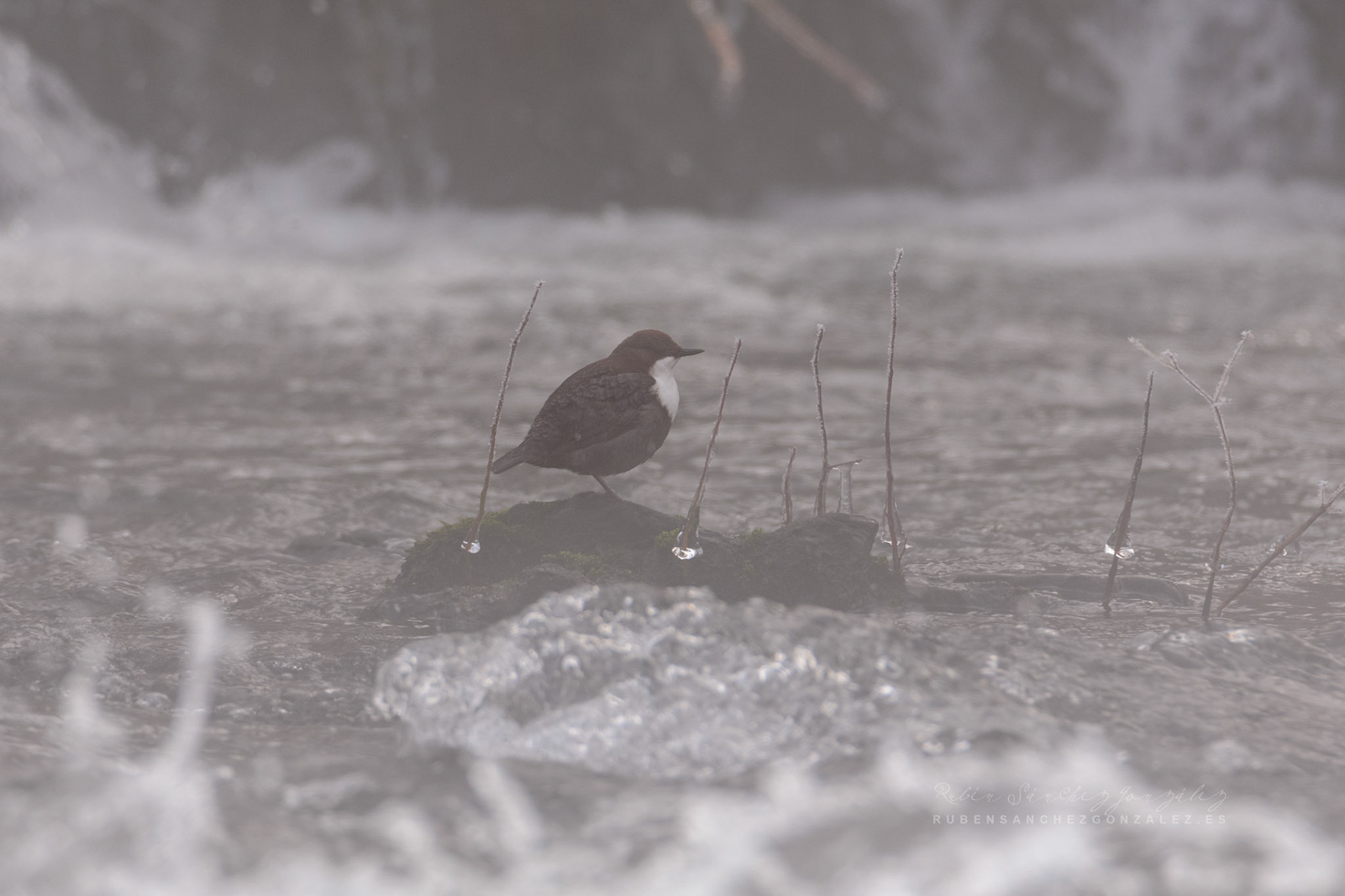 Mirlo acuático - Cinclus cinclus - Aves