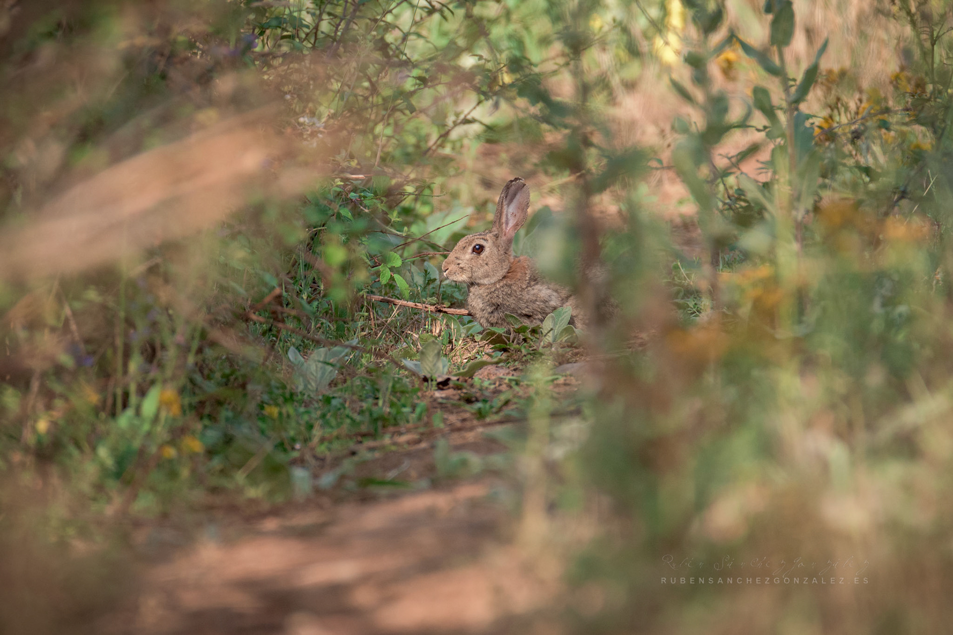 Conejo Común - Animales