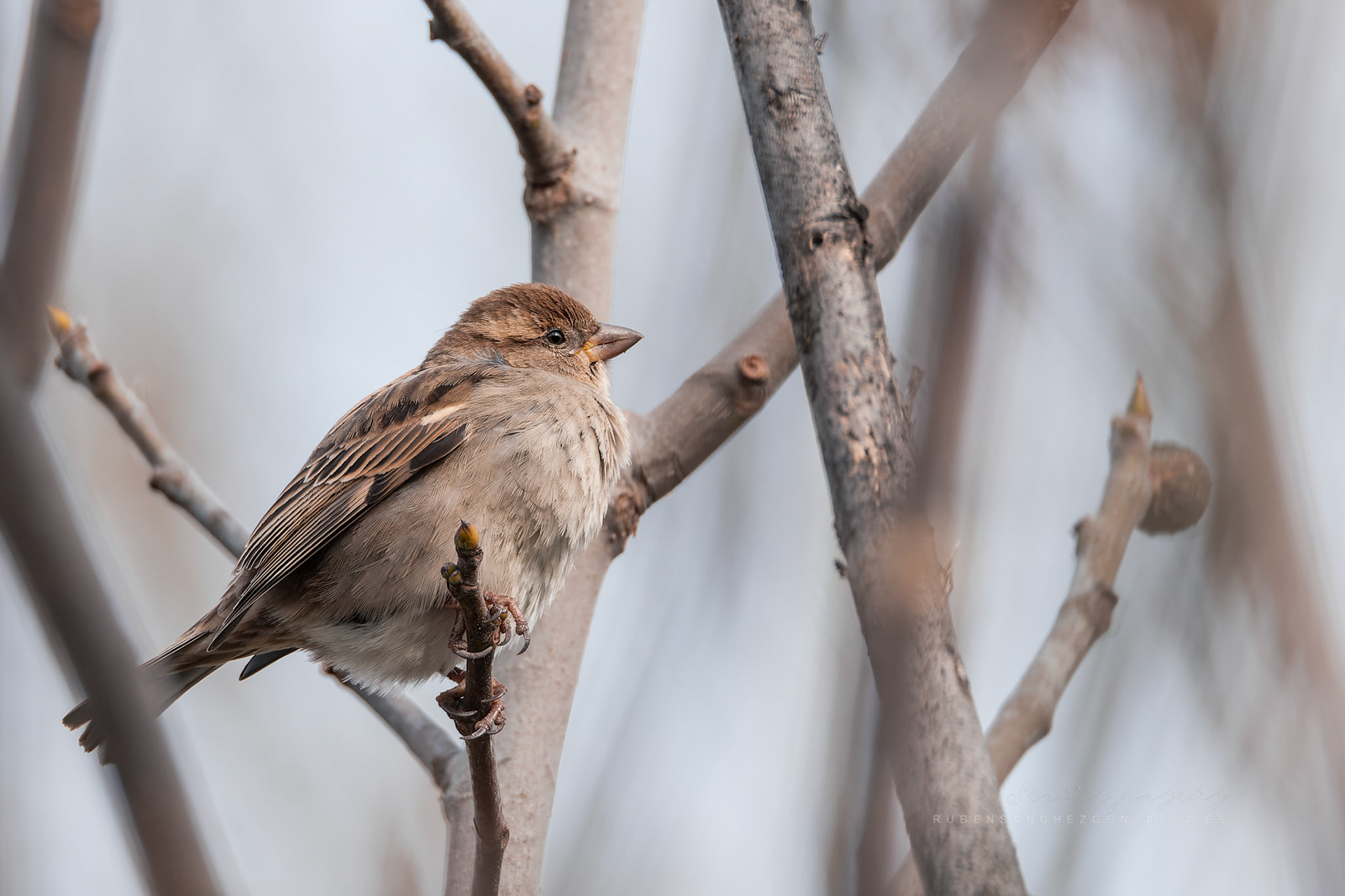 Gorrión común o Passer domesticus - Aves