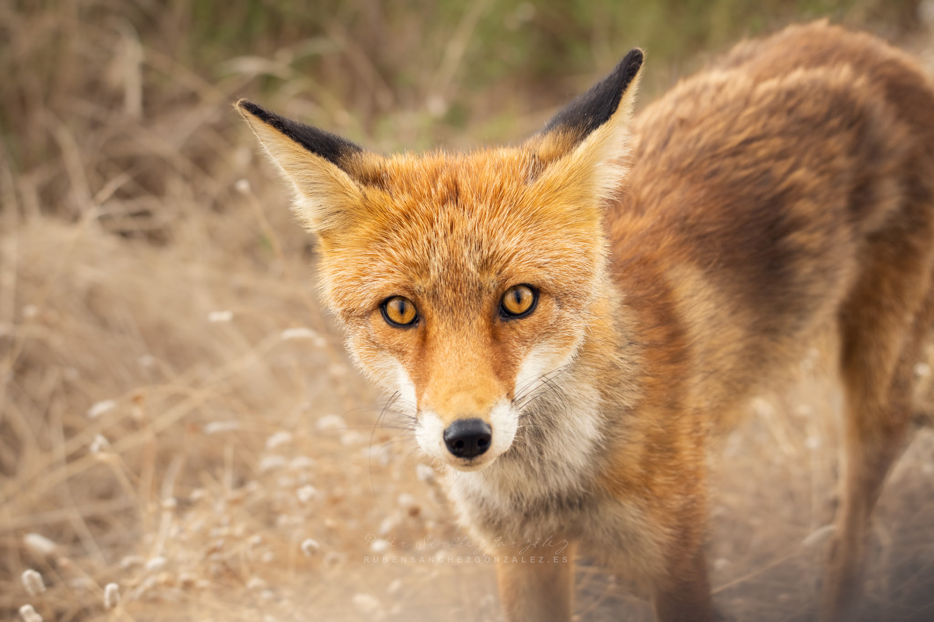 Zorro o Vulpes vulpes - Animáles