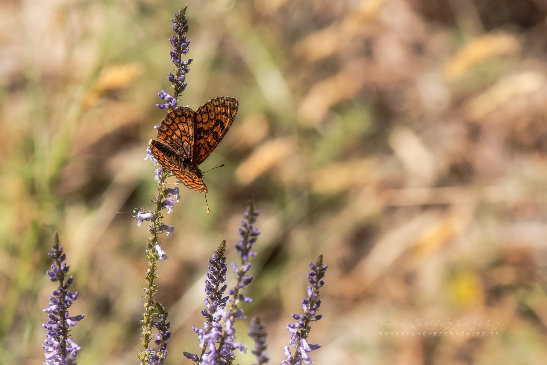 Melitaea nevadensis - Macro