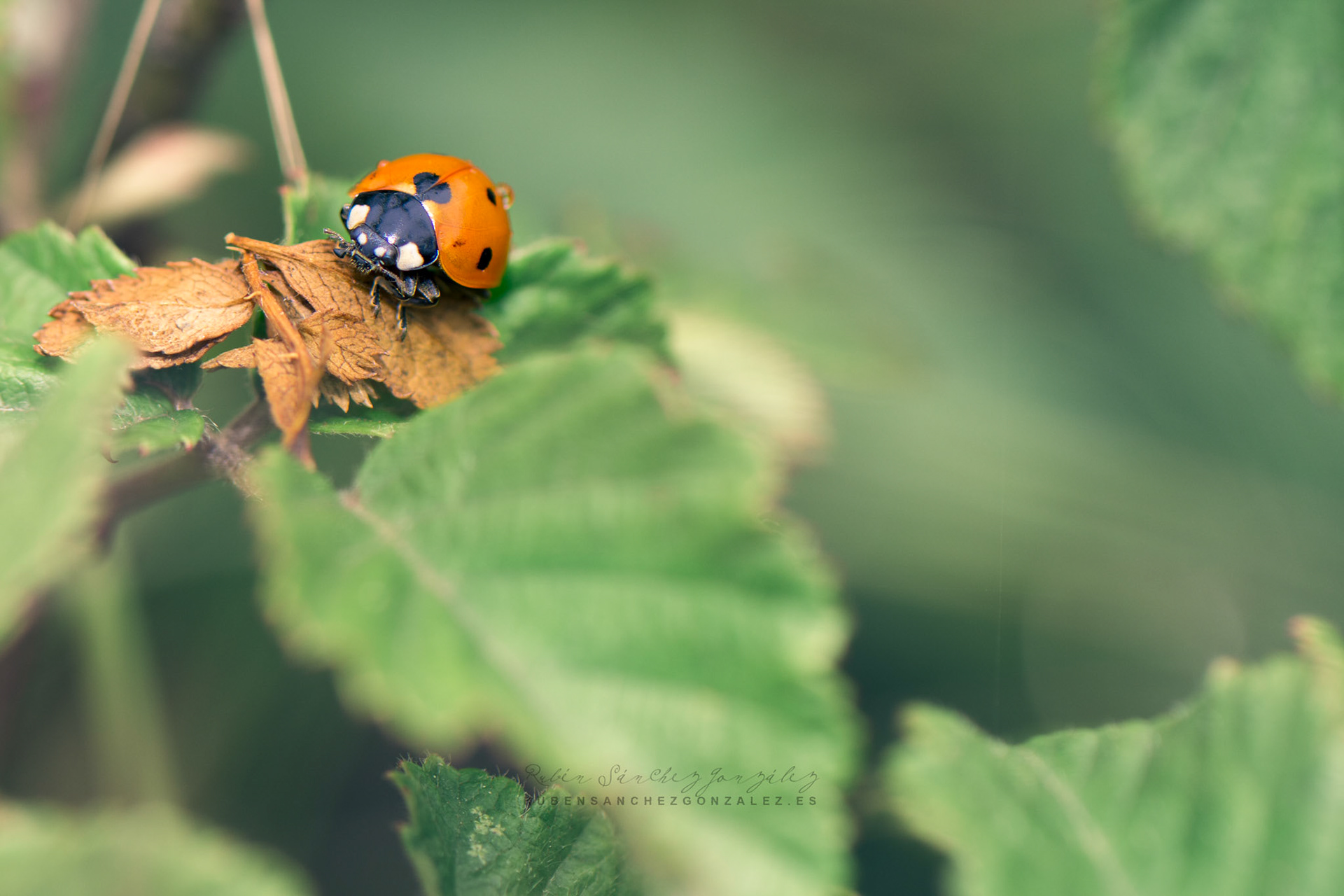 Mariquita o Coccinélidos - Macro