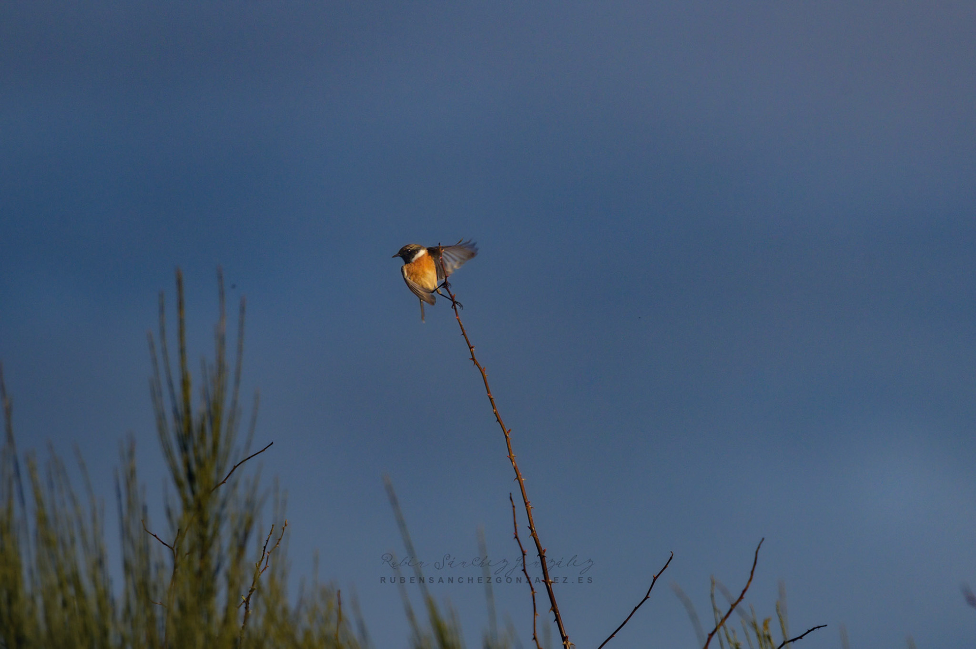 Tarabilla común o Saxicola rubicola - Aves