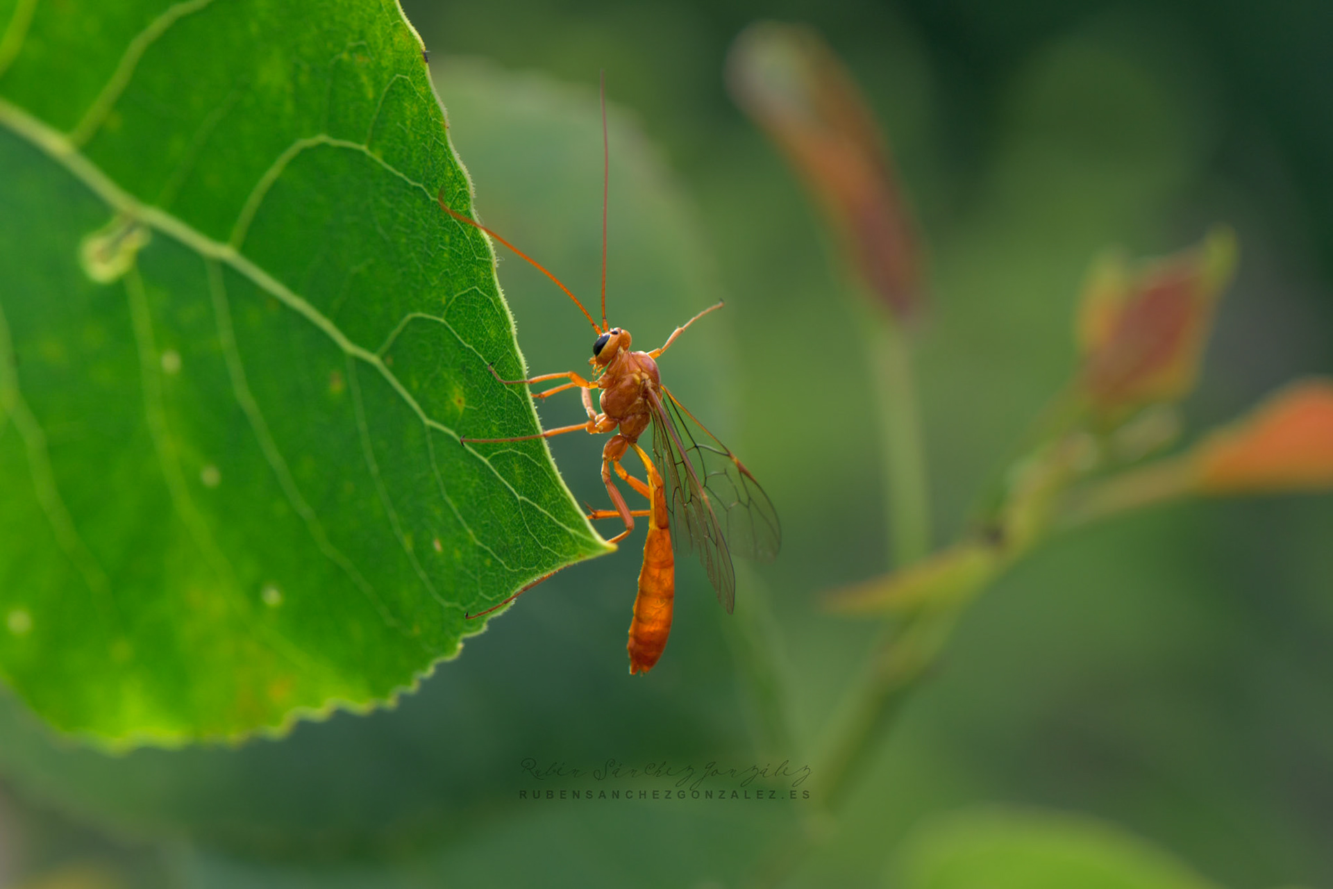 Avispa o Netelia ichneumonidae tryphoninae - Macro