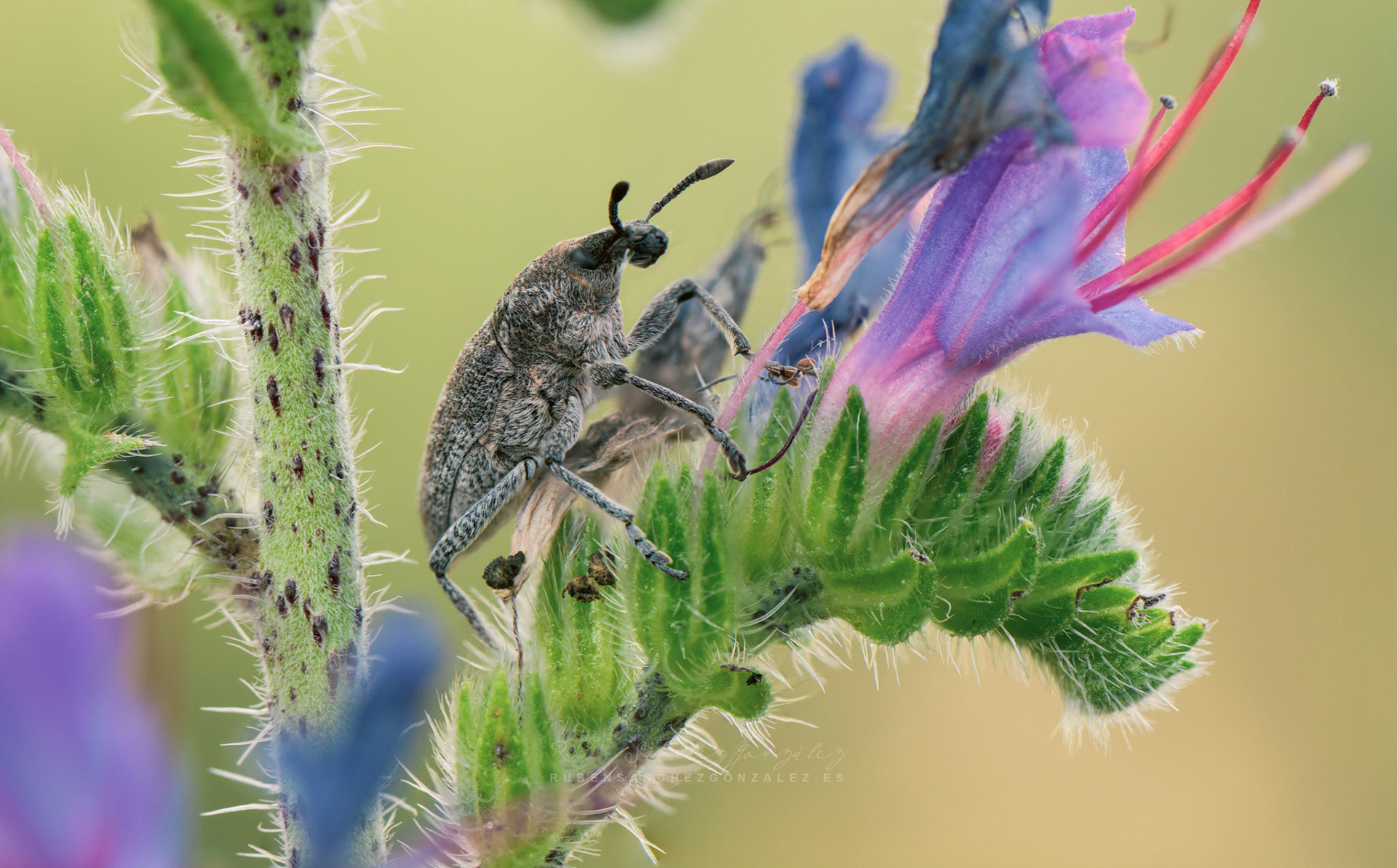 Escarabajo o Larinus carlinae - Macro