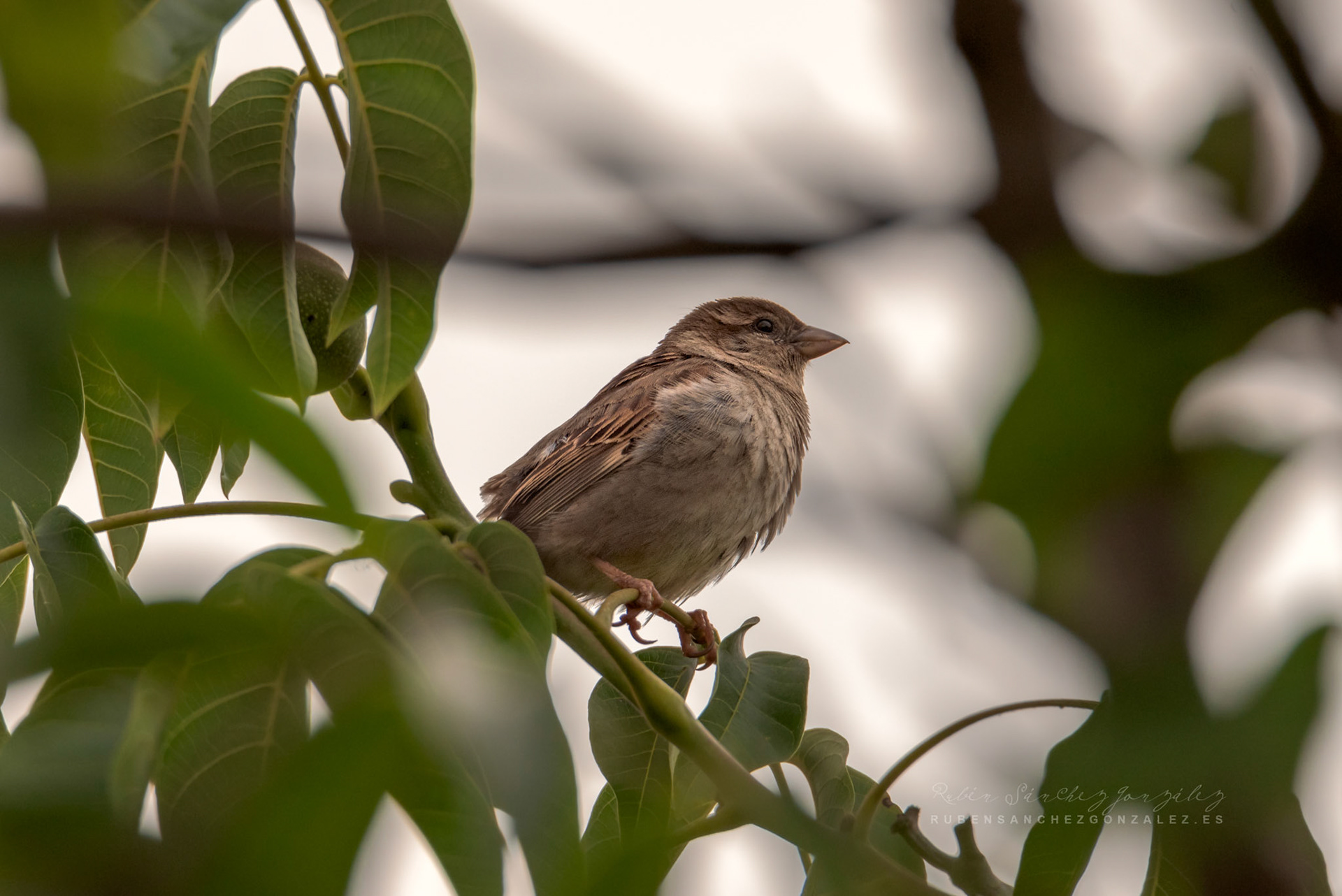 Gorrión Común  o Passer domesticus - Aves