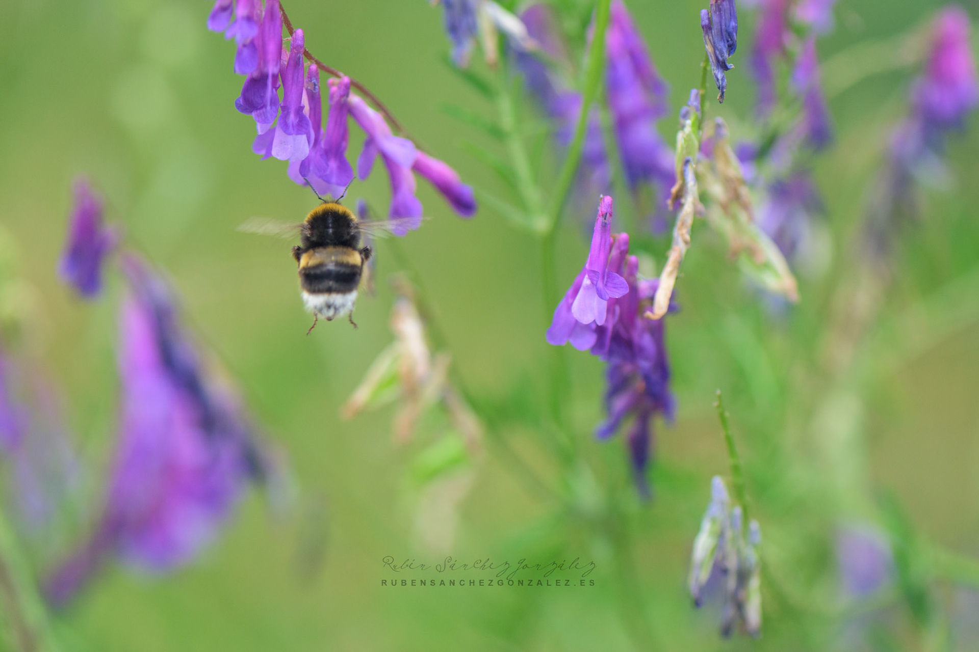 Abeja o Bombus pascuorum - Macro