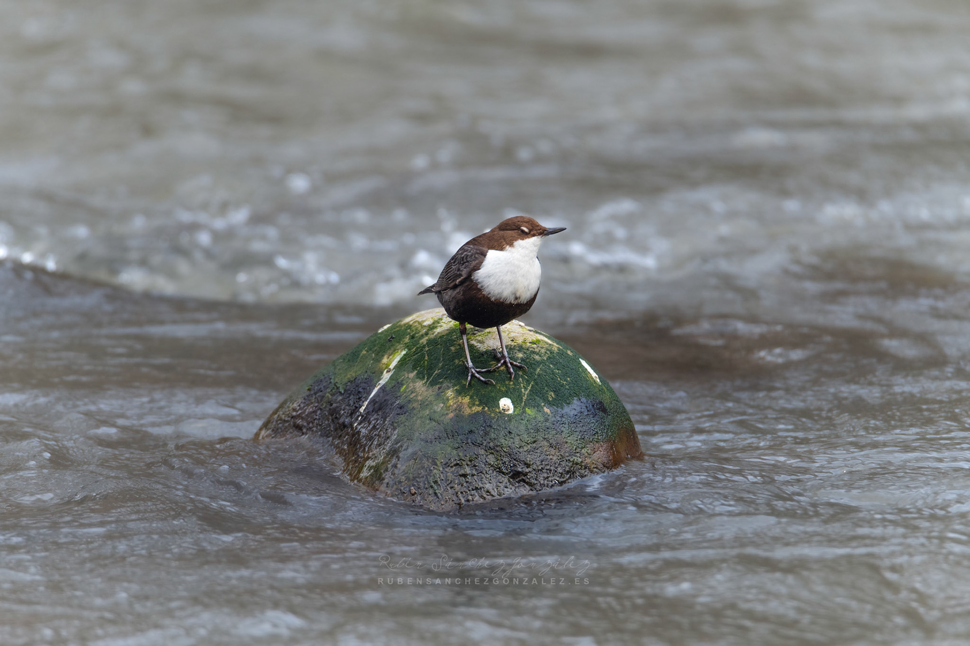 Mirlo acuático - Cinclus cinclus  - Aves